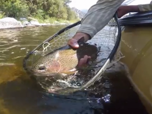 Caddis: just in time for Mother's Day
