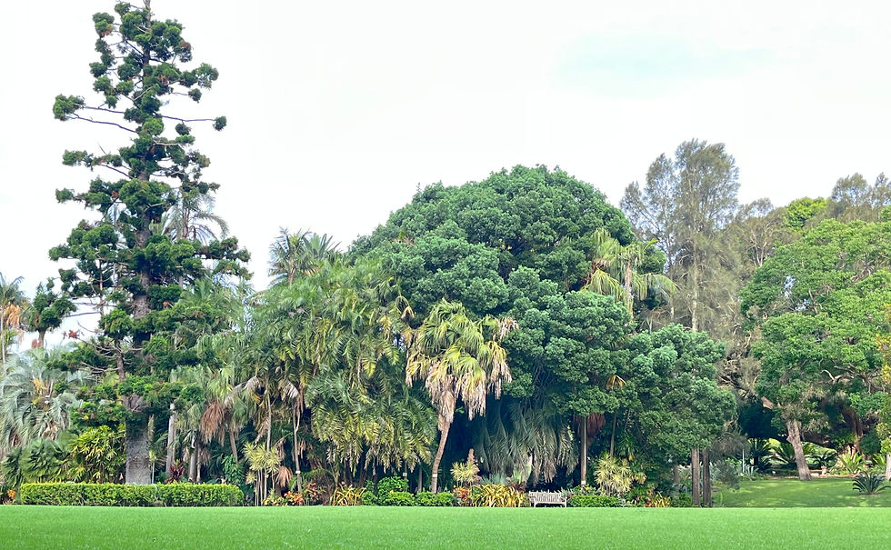 Captura propia del Jardín Botánico de Sydney (2025).