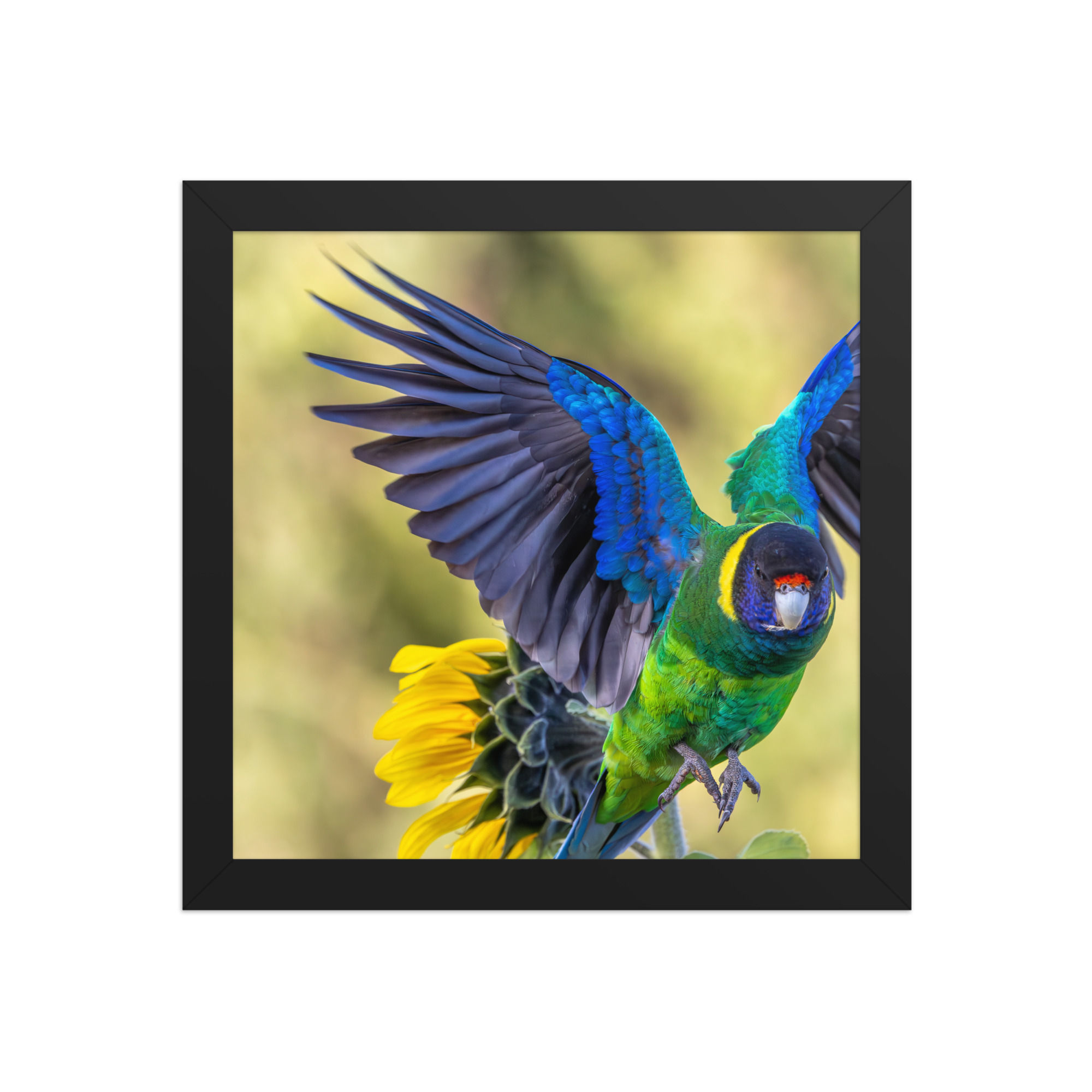 twenty eight parrot and sunflower Framed photo paper poster