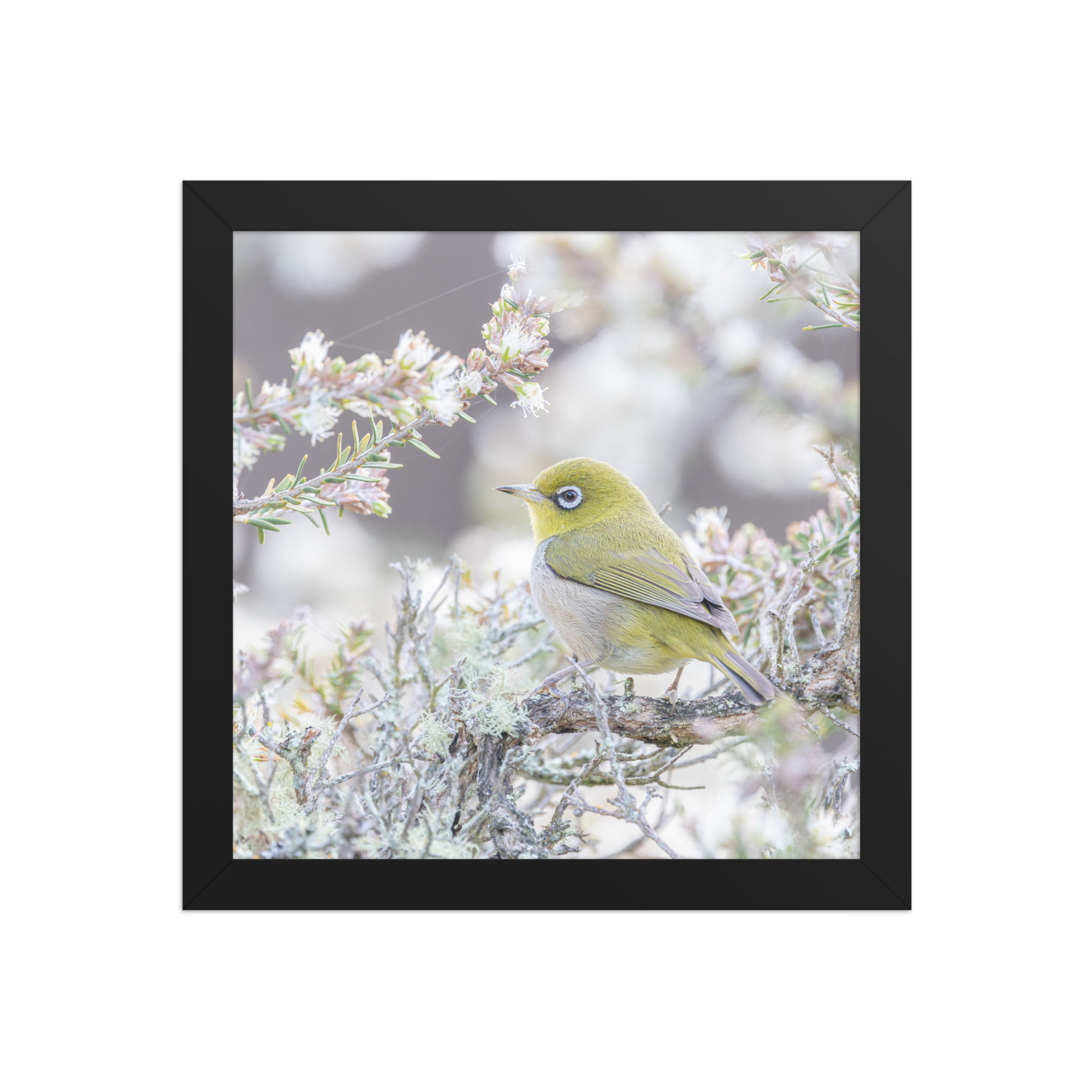 Silver eye Framed photo paper poster