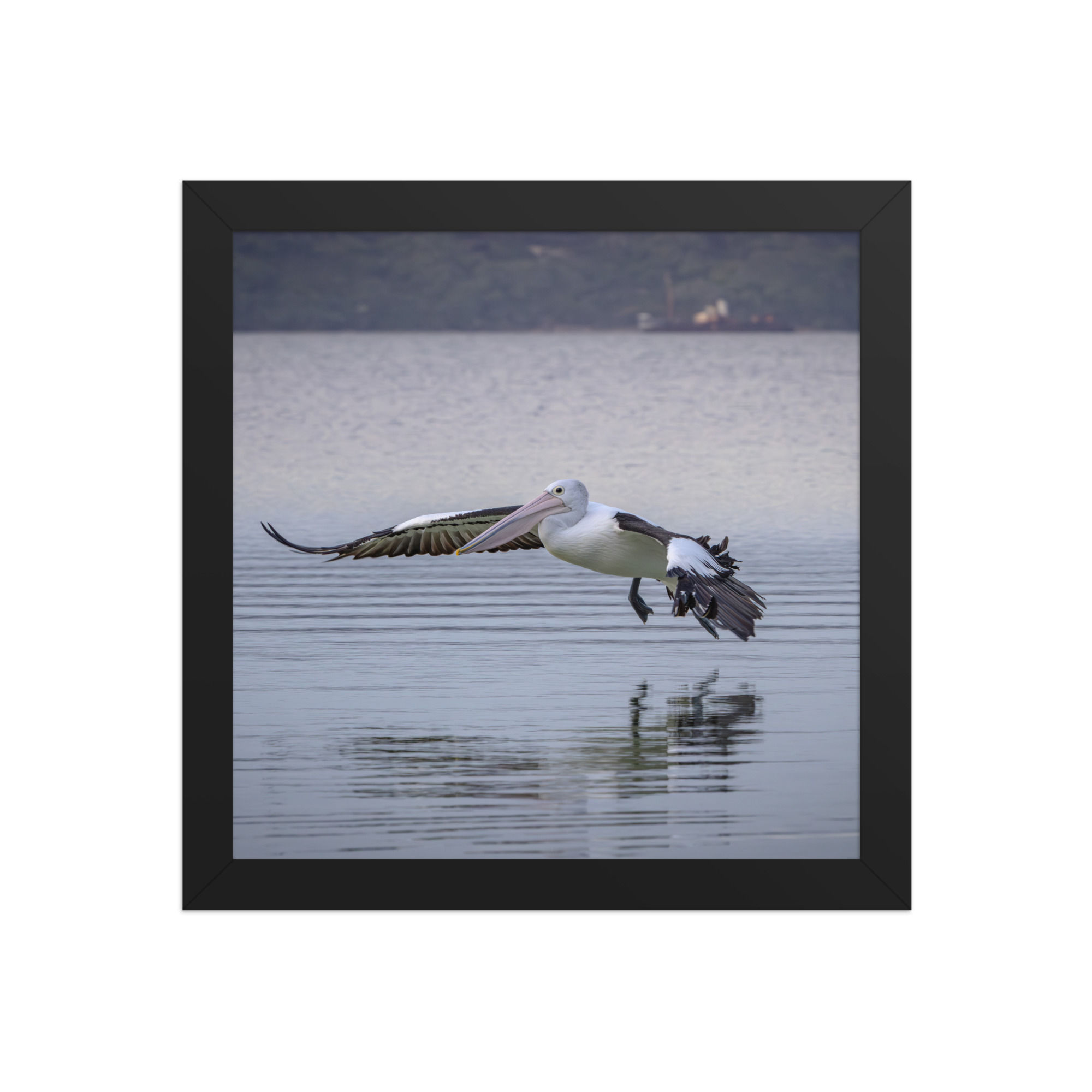 pelican about to land Framed photo paper poster