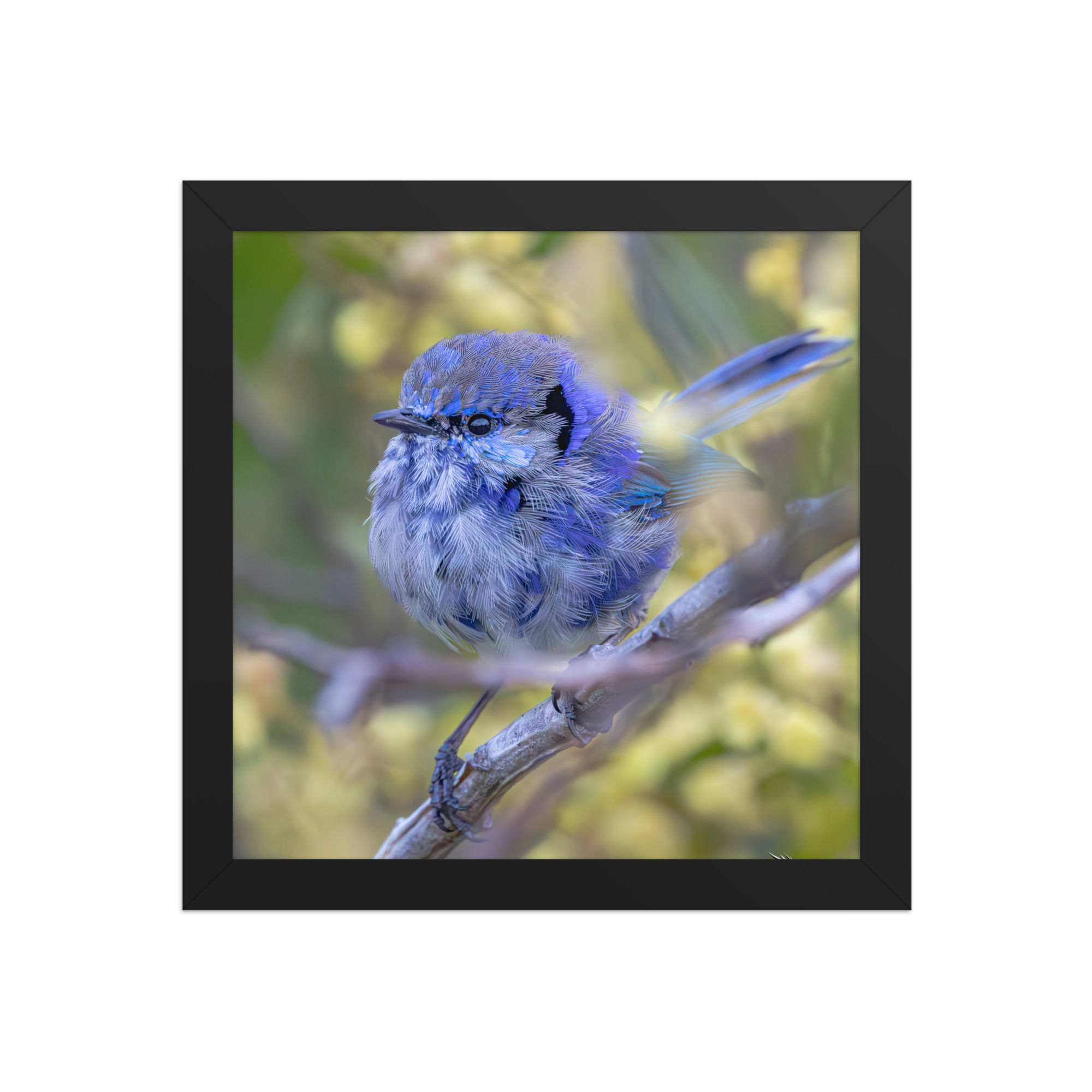 splendid fairywren Framed photo paper poster