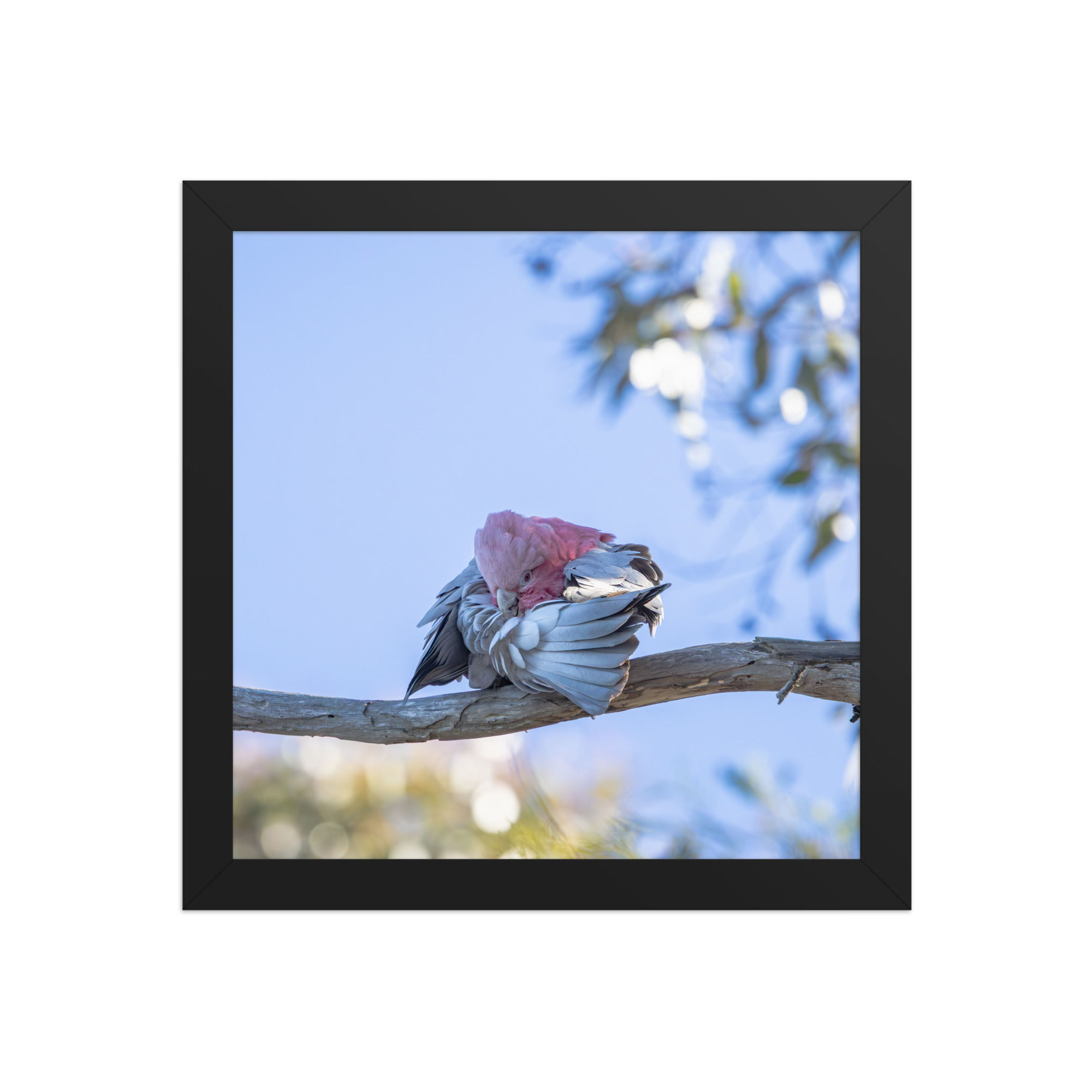 Galah Framed photo paper poster