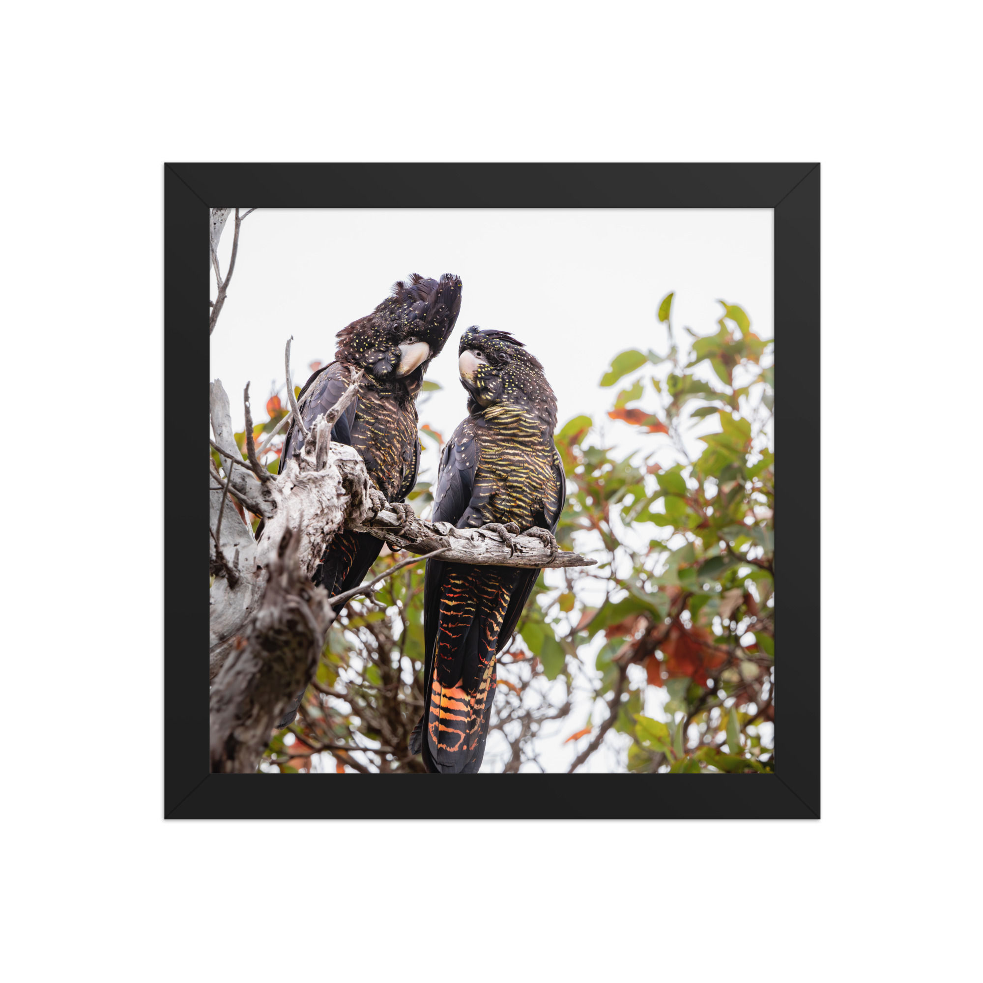 red tail black cockatoos Framed photo paper poster