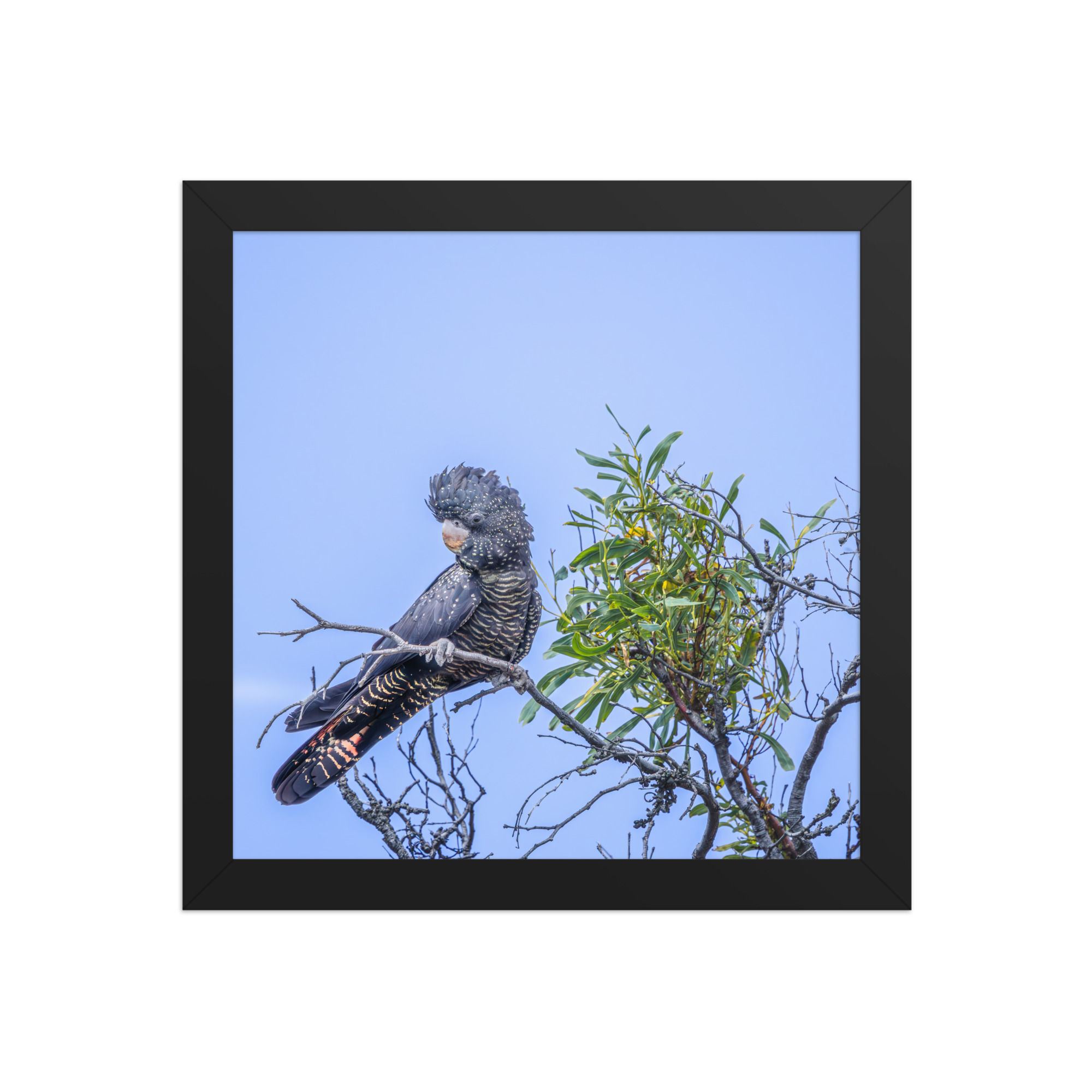 red tail Black cockatoo Framed photo paper poster