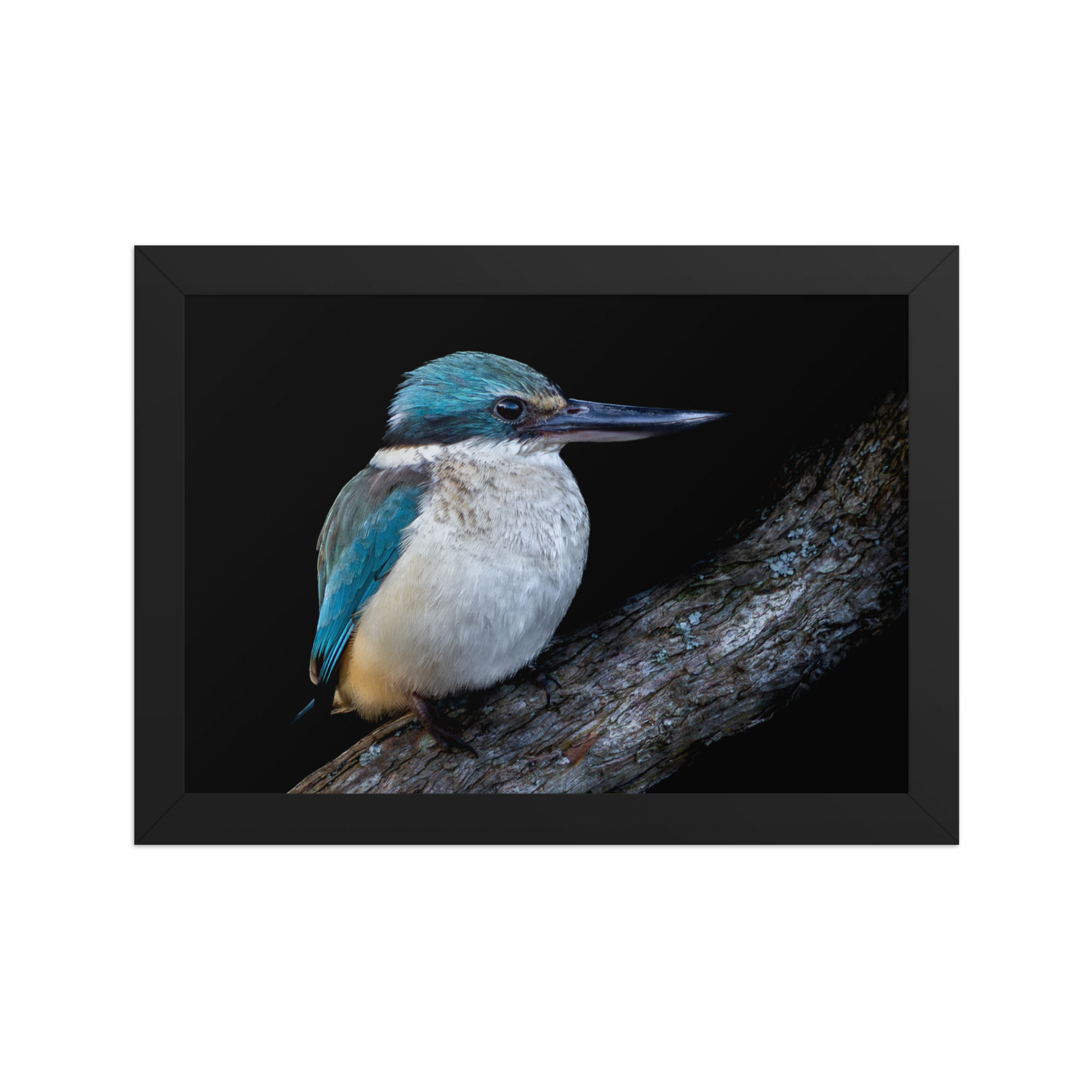 sacred kingfisher Framed matte paper poster