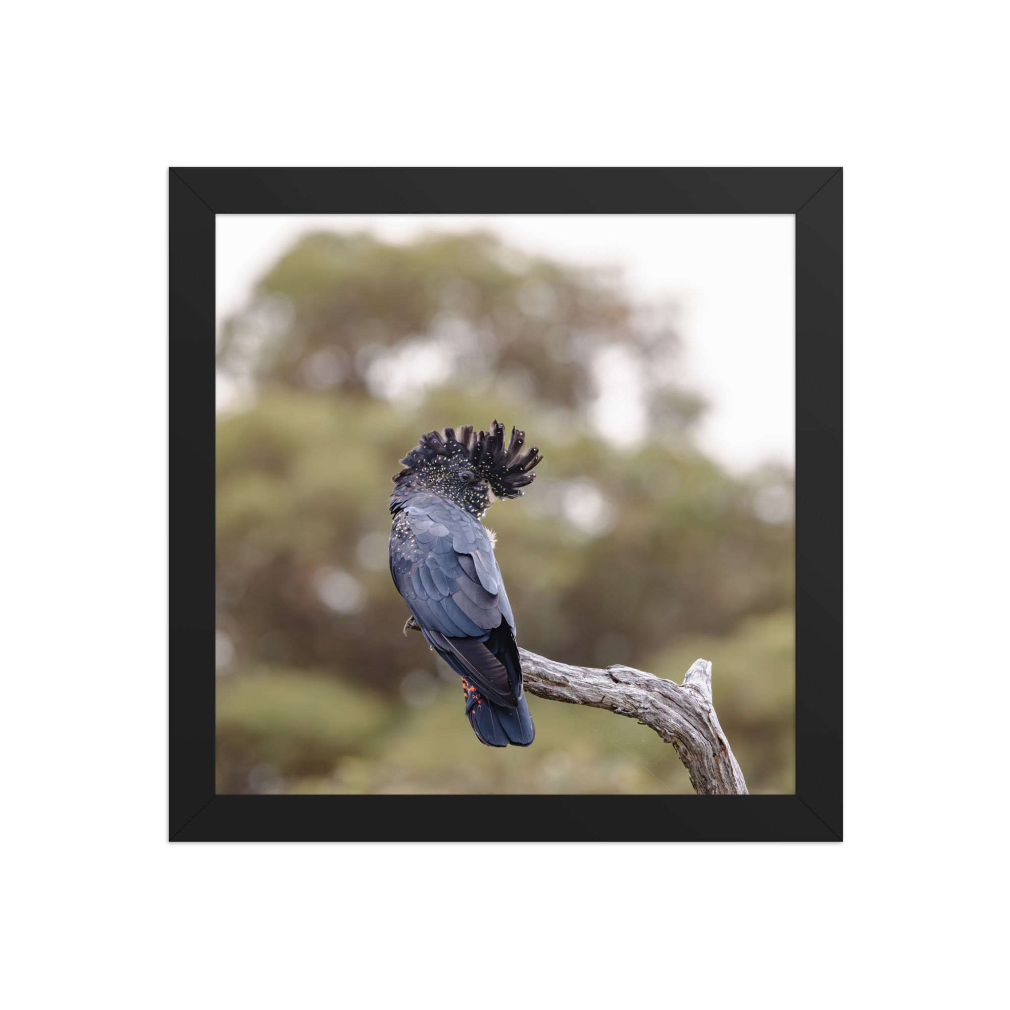 red tail black cockatoo Framed photo paper poster