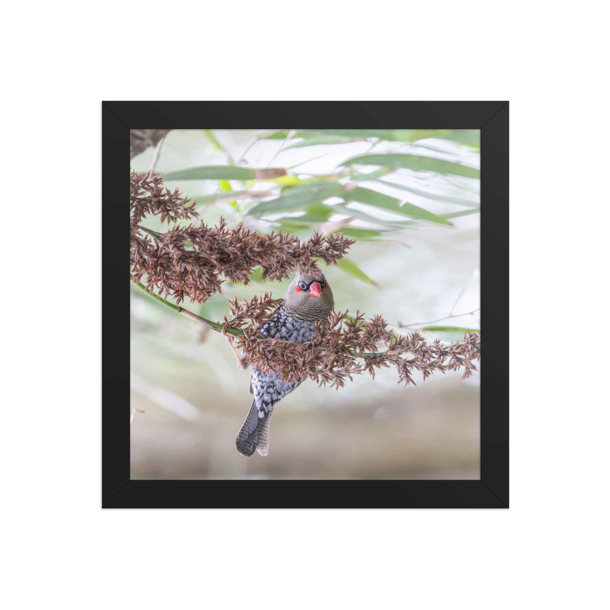 red eared fire tail Framed photo paper poster