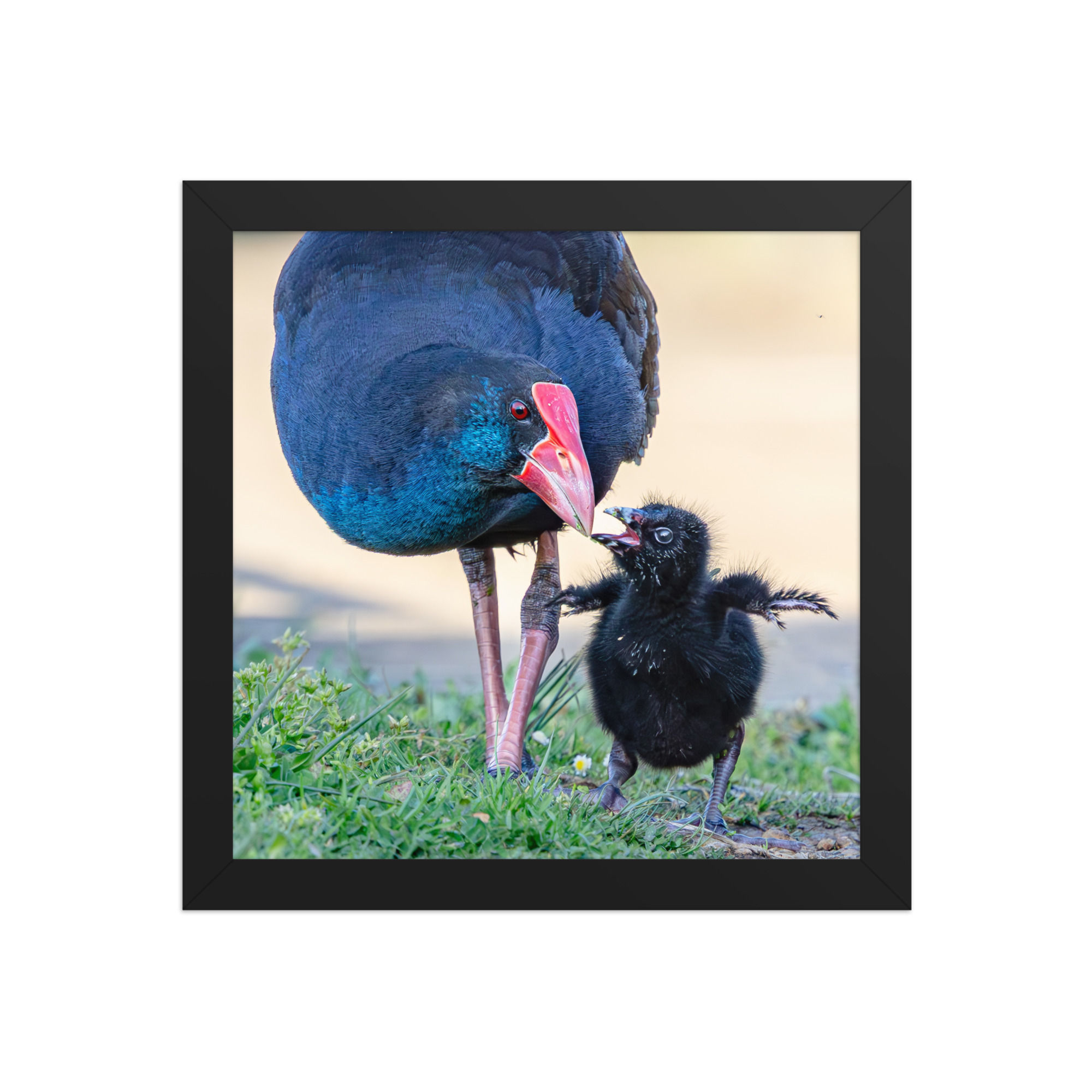 purple swamp hen and chick Framed photo paper poster