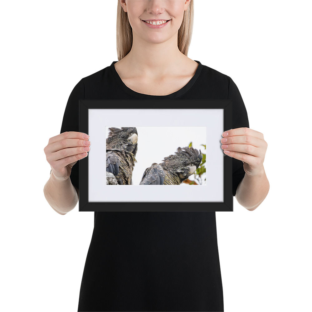 red tail Black cockatoos Matte Paper Framed Poster With Mat