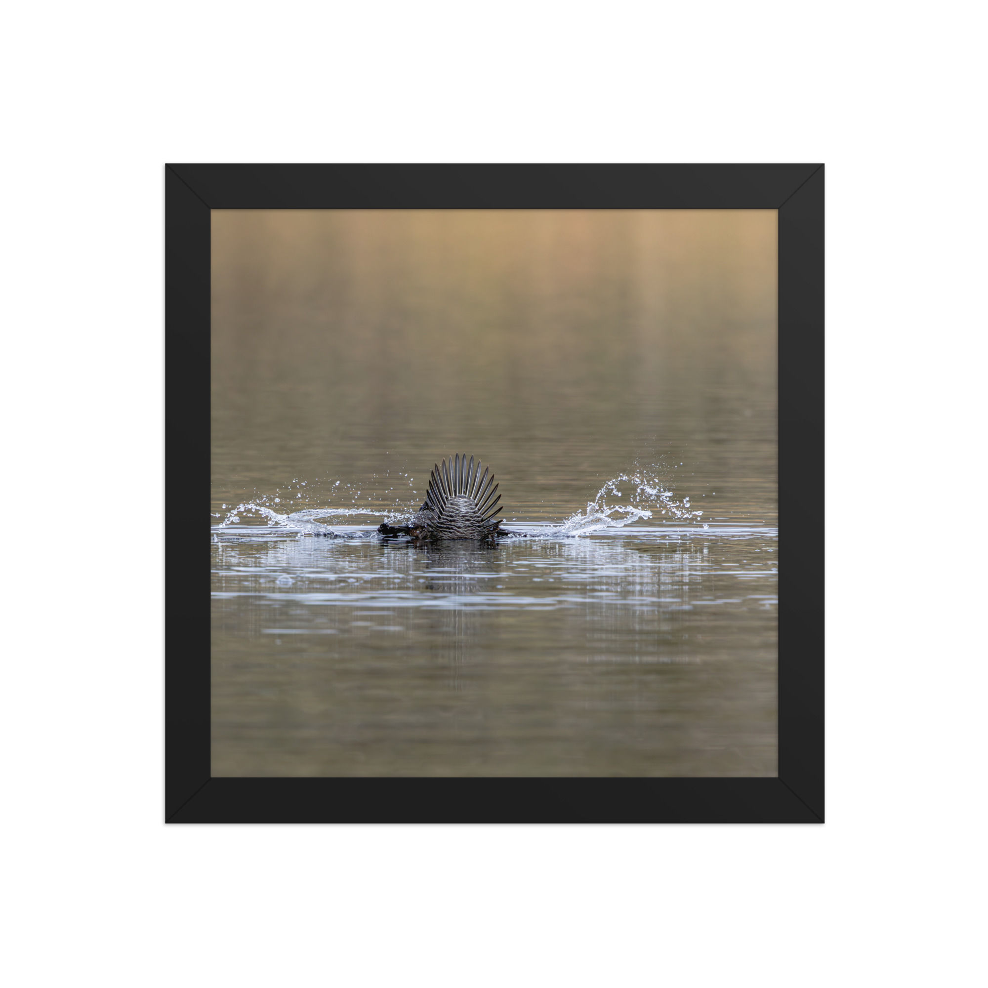 musk duck Framed photo paper poster