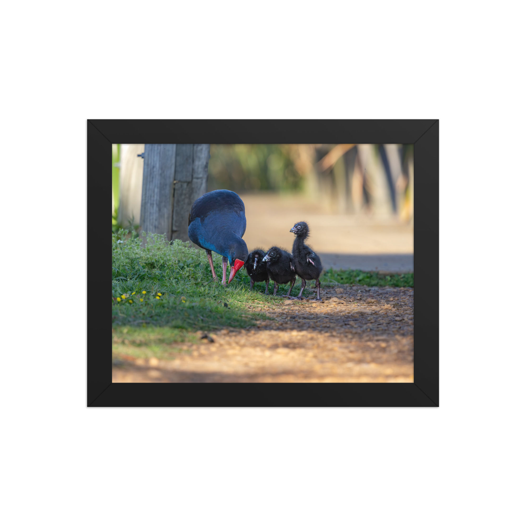 purple swamp hen and chicks Framed poster