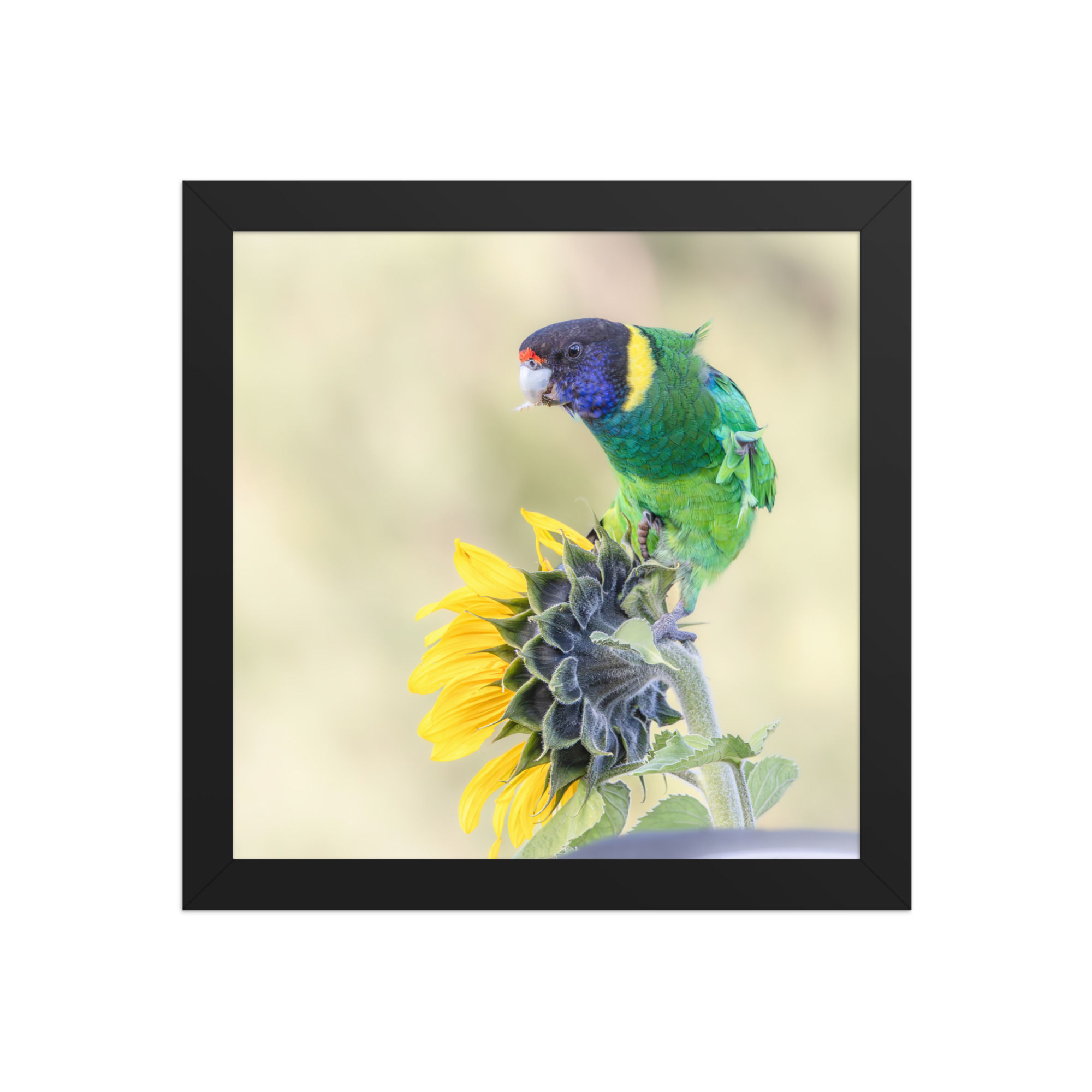 twenty eight parrot Framed photo paper poster