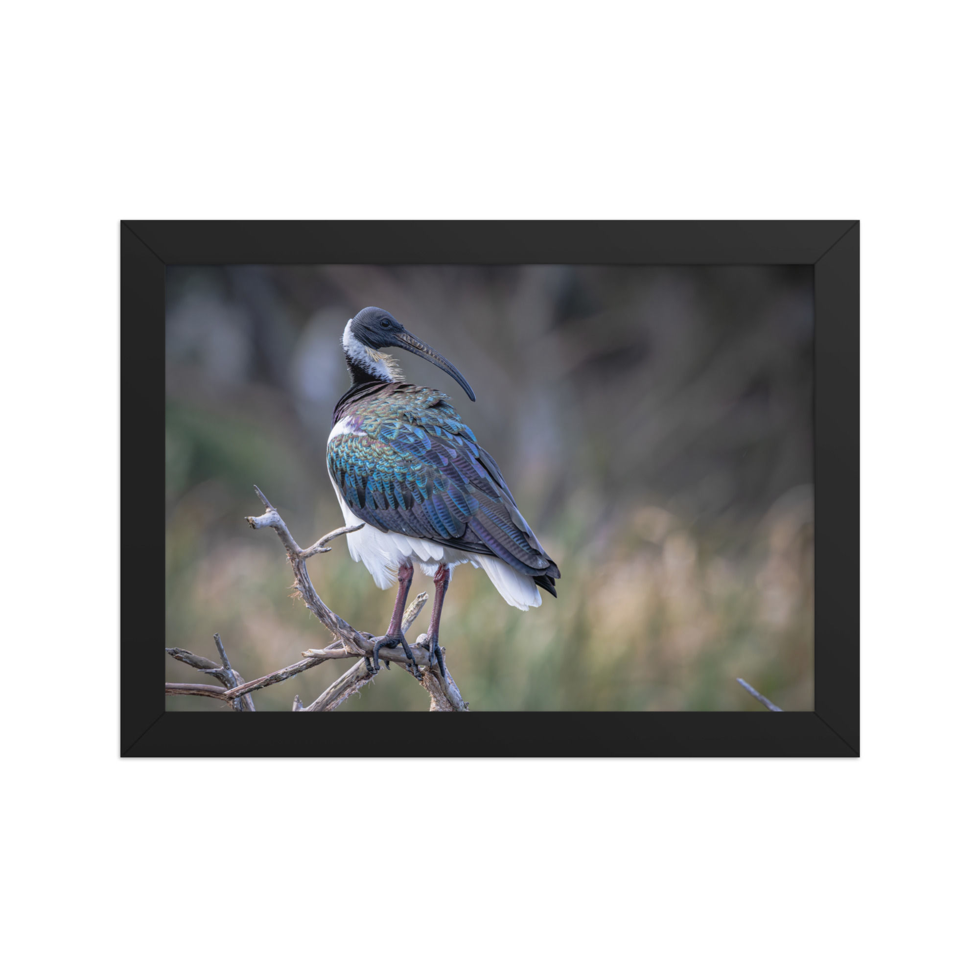 straw necked ibis Framed matte paper poster