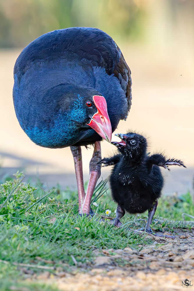 purple swamp hen and chick