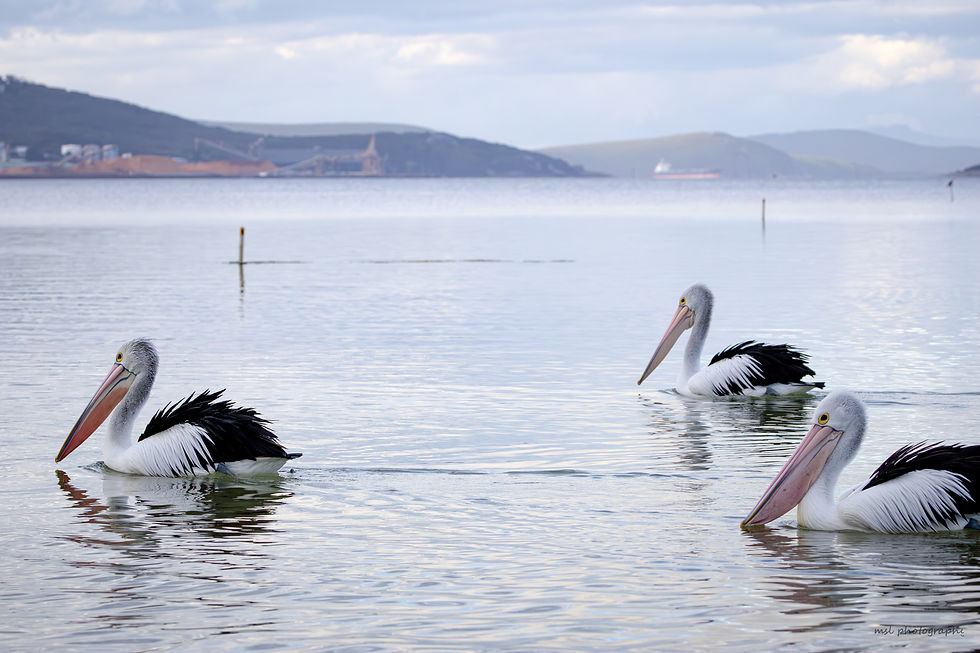pelicans-4.jpg