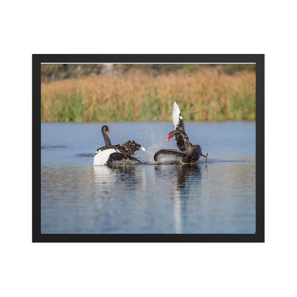 Thumbnail: black swans Framed photo paper poster