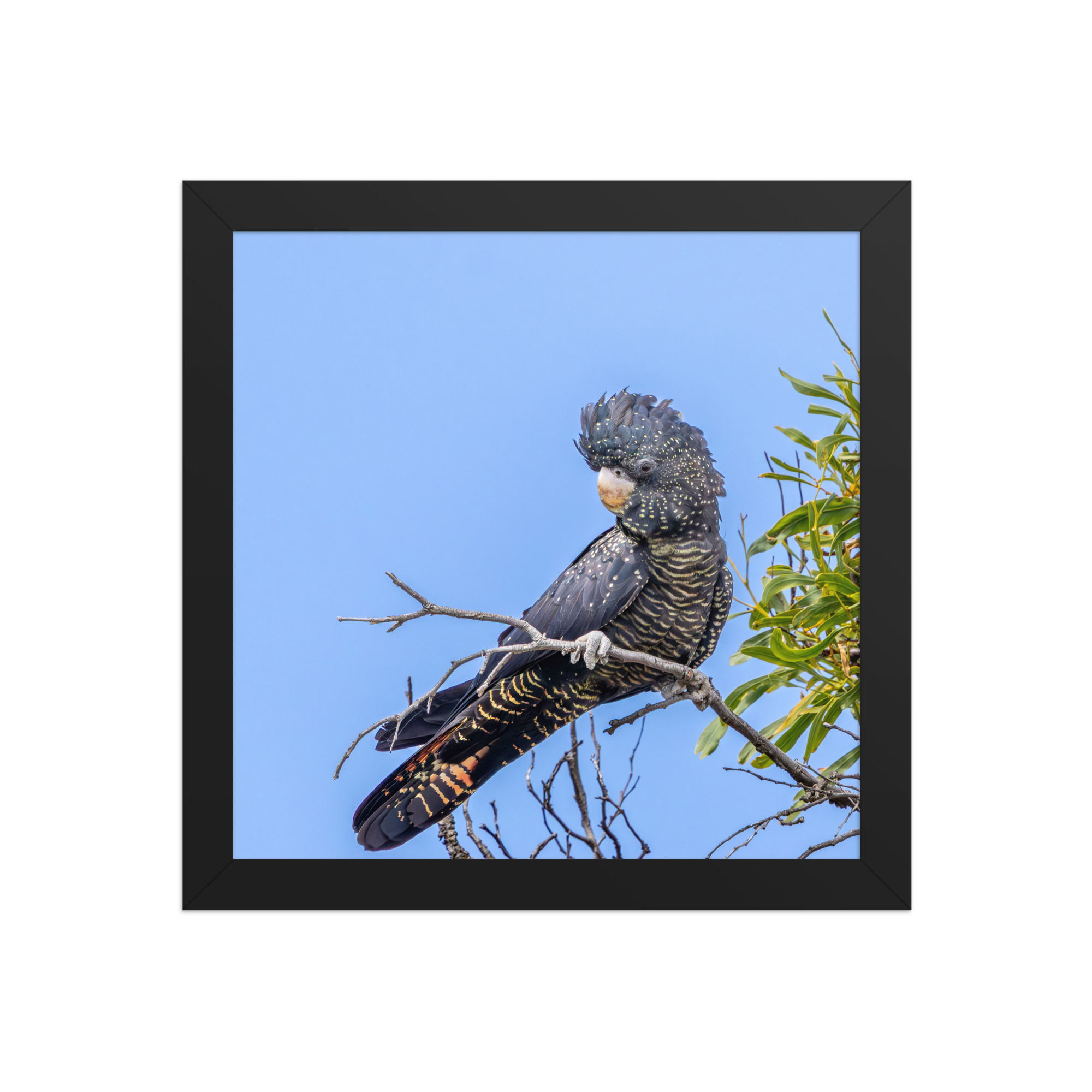 red tail black cockatoo Framed photo paper poster