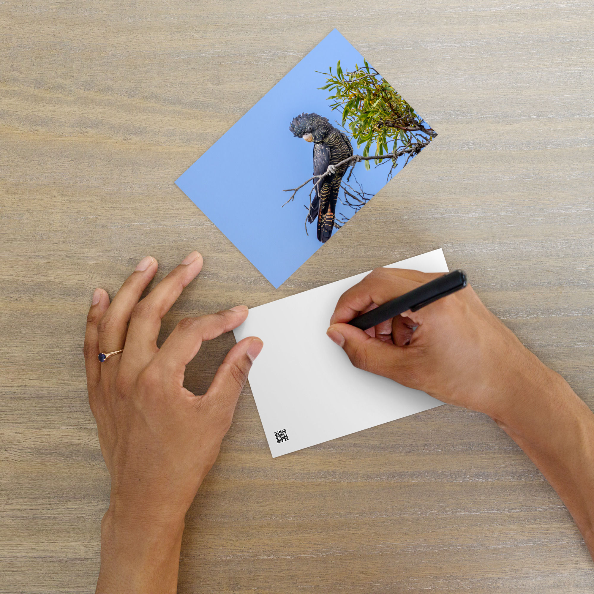 Red tailed black cockatoo Standard Postcard