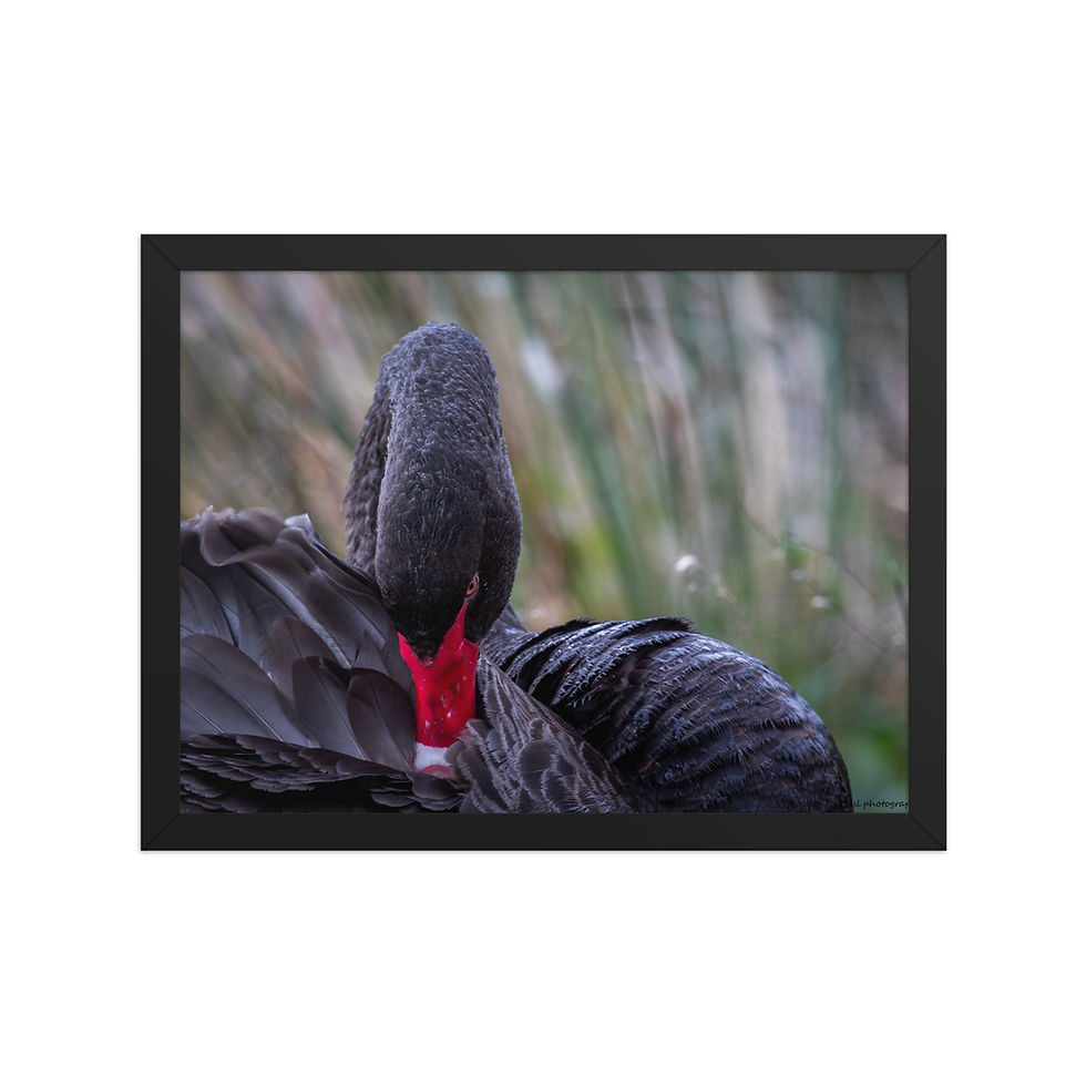 Thumbnail: Black swan Framed photo paper poster