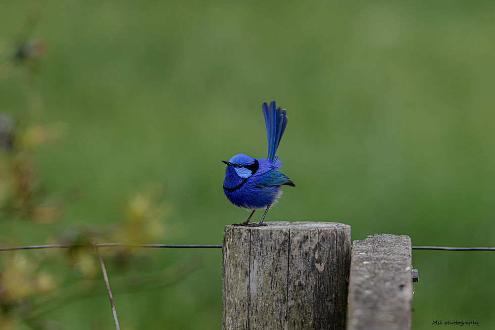 splendid fairywren.jpg
