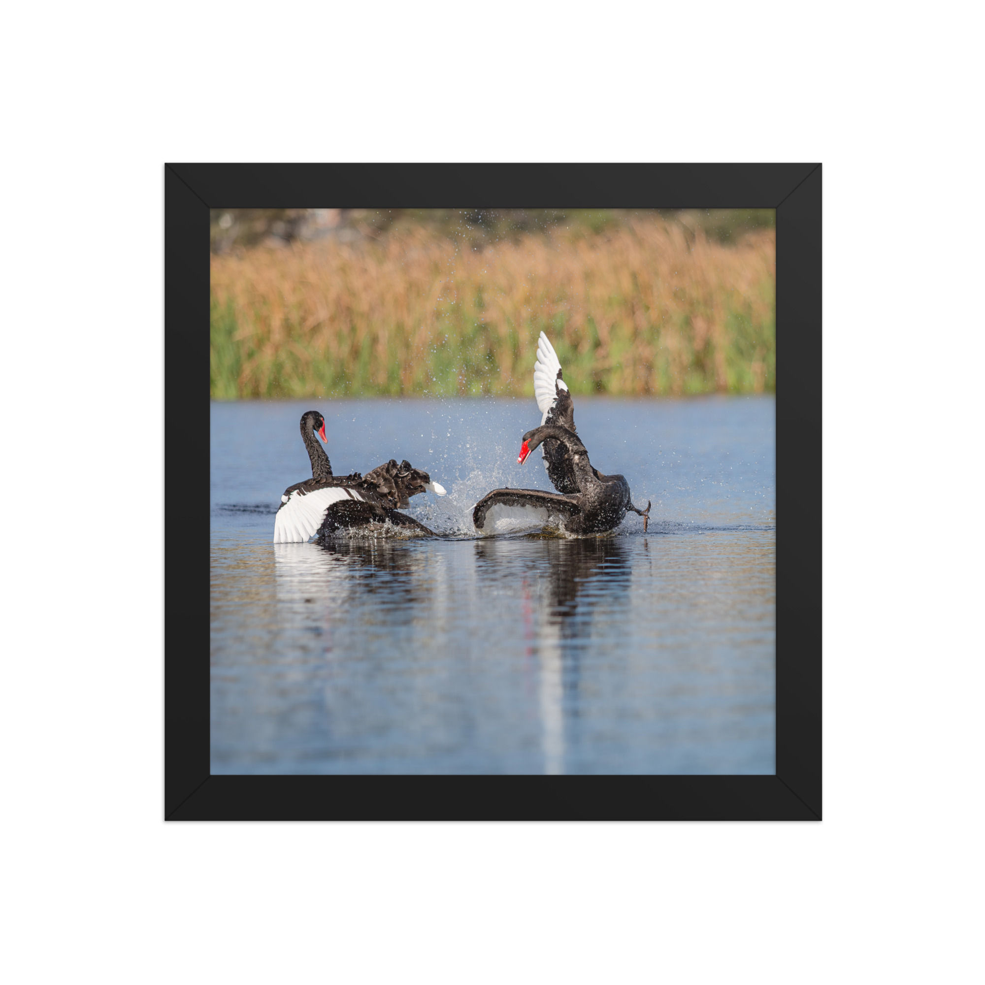 black swans Framed photo paper poster
