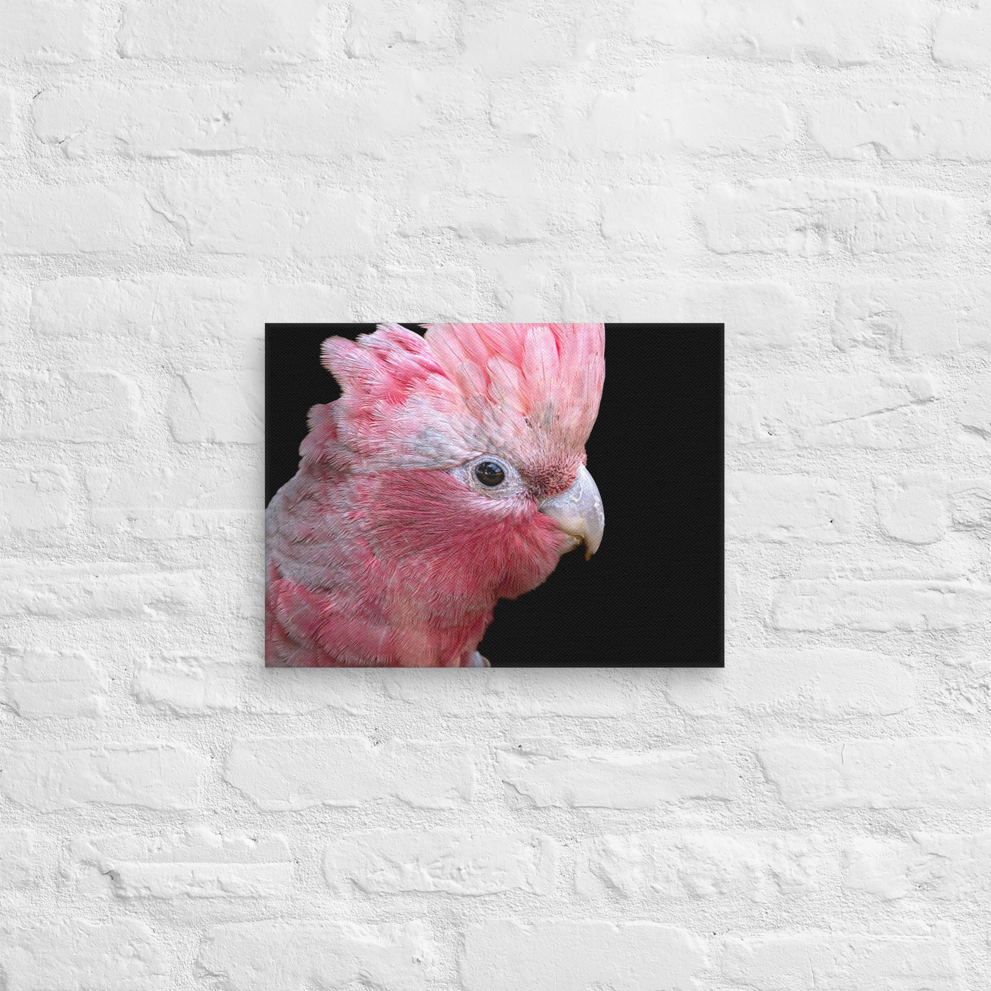 galah Black edition Canvas