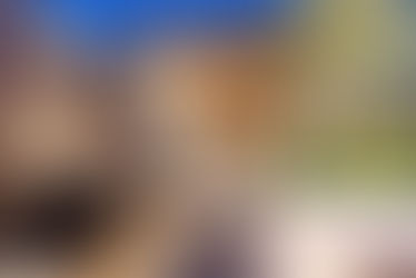 Tuinfotografie Arnhem | TIM Exclusive Gardens