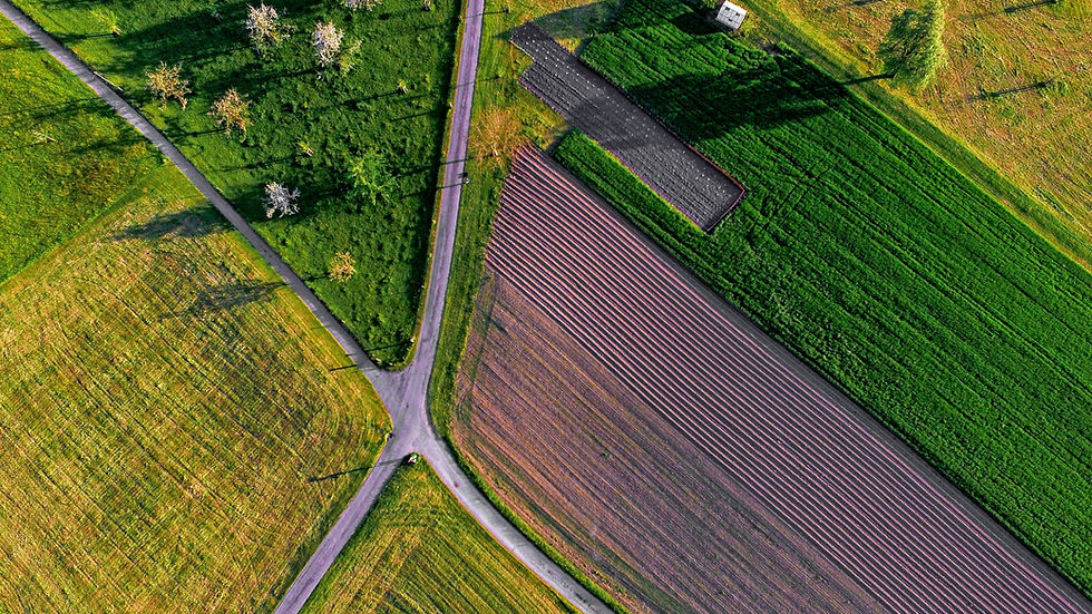Field showing healthy and unhealthy crops