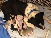 Pups 1.jpeg