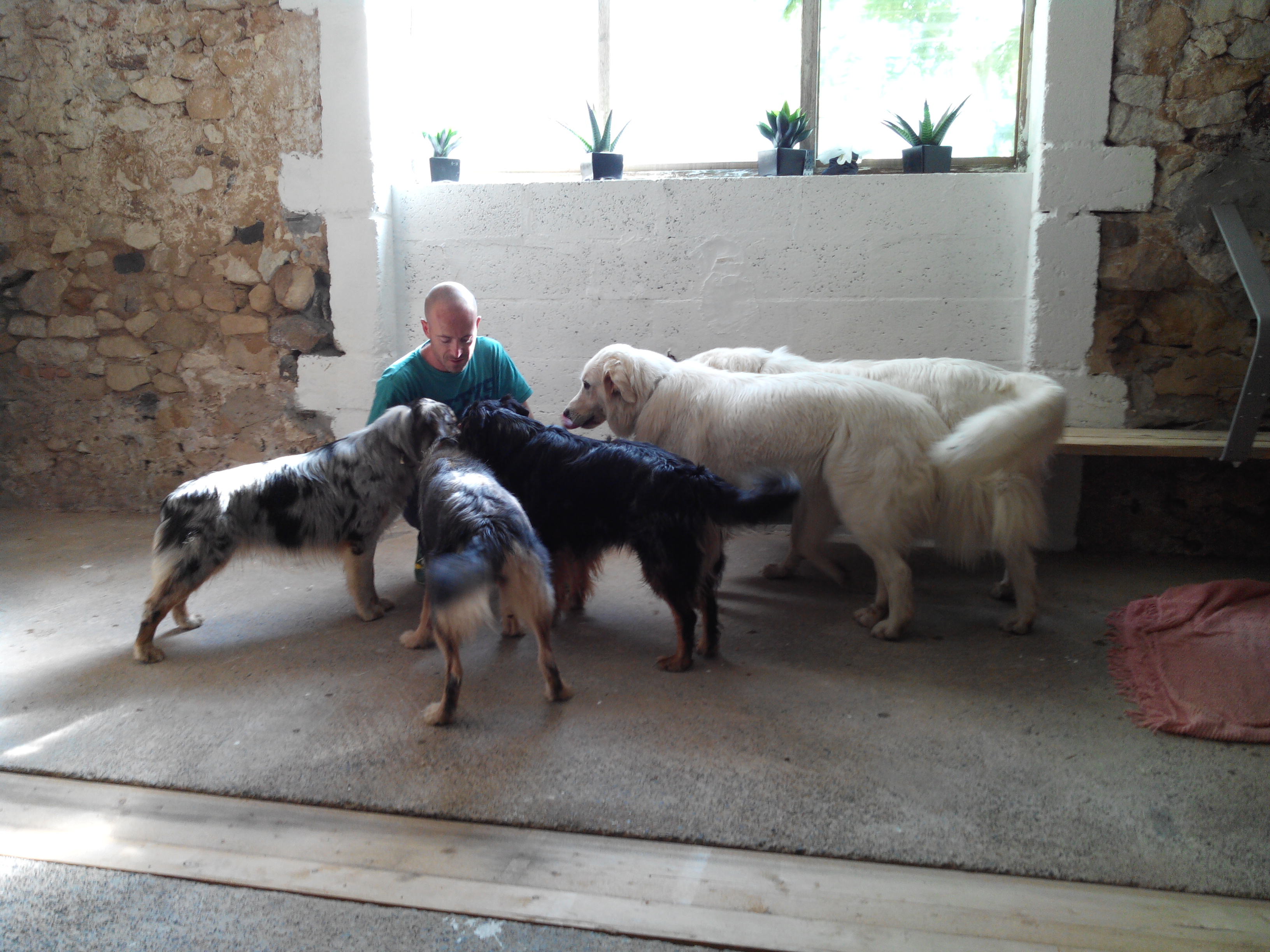 Pension canine Feli'Cyno
