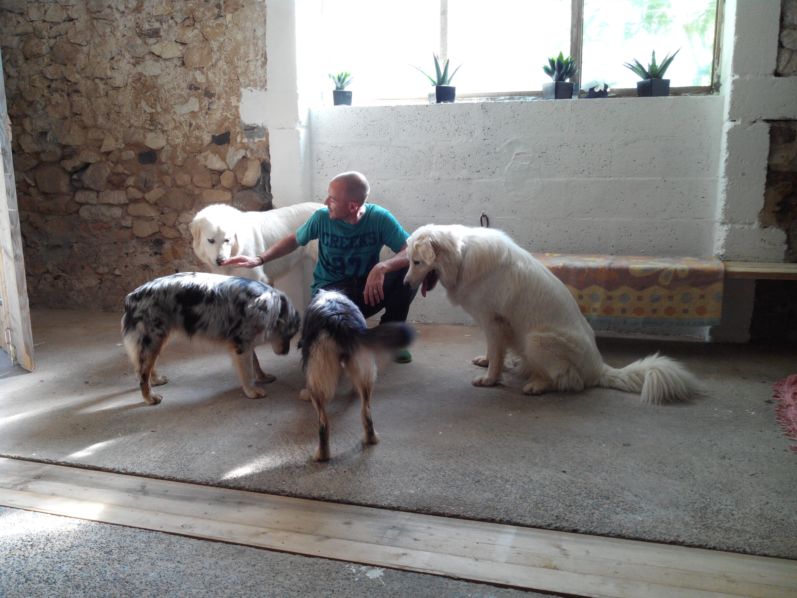 Pension canine Feli'Cyno