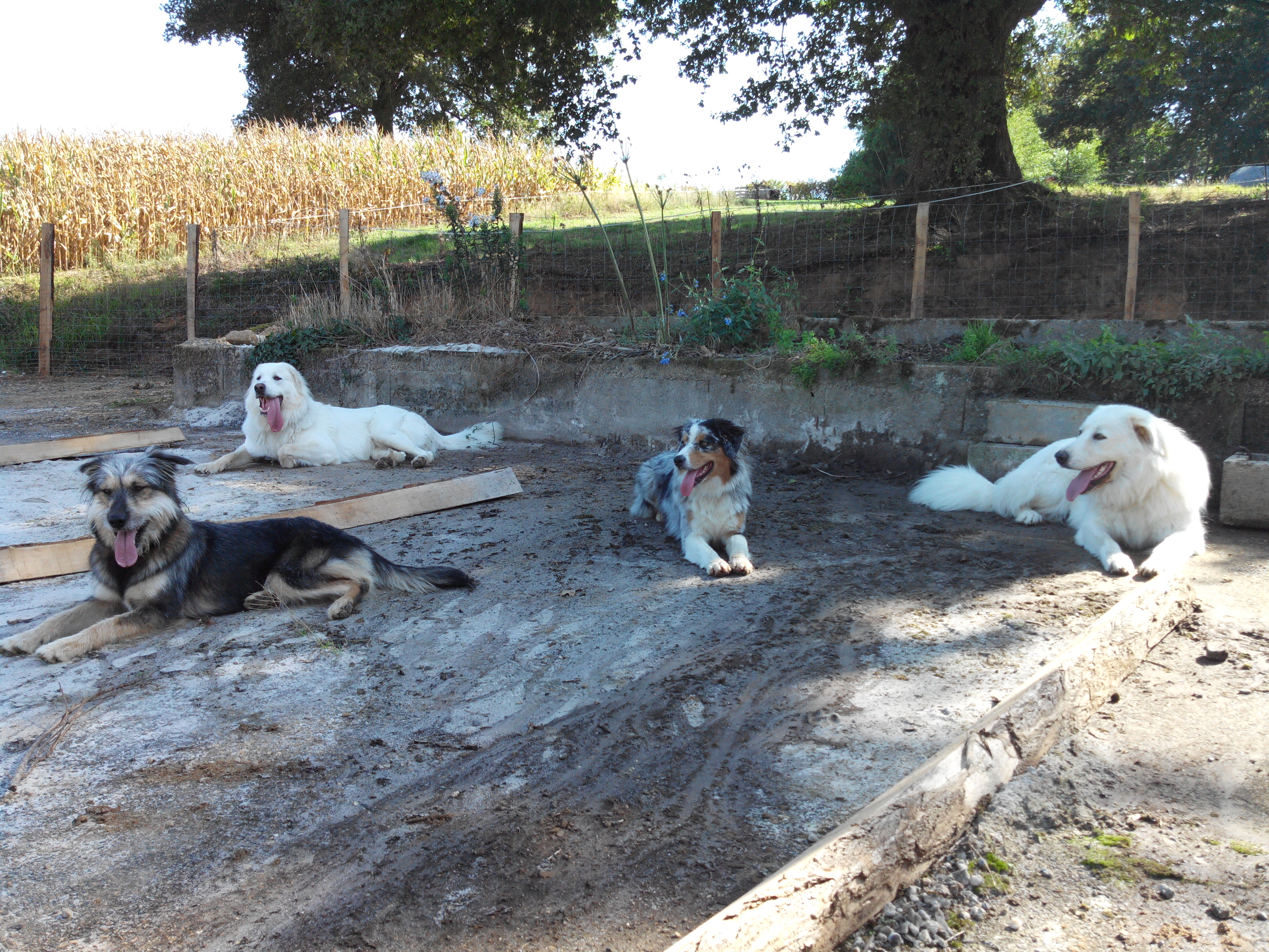 Pension canine Feli'Cyno