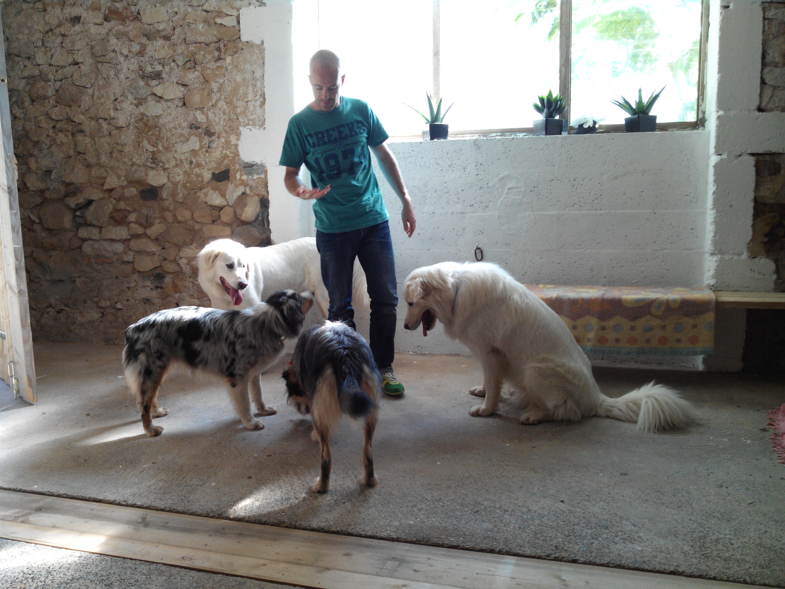 Pension canine Feli'Cyno