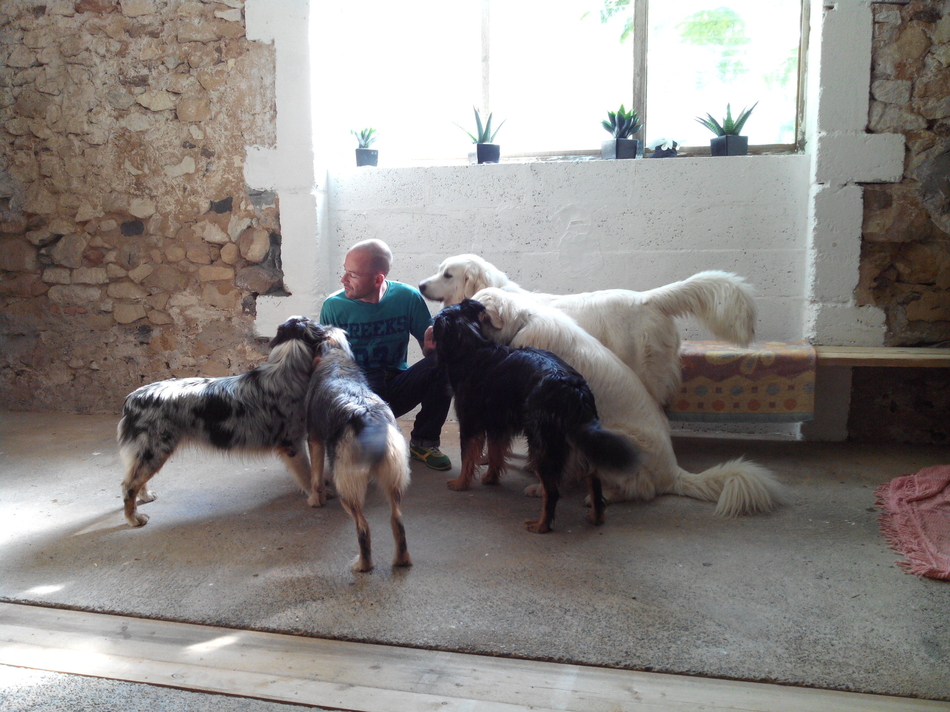 Pension canine Feli'Cyno