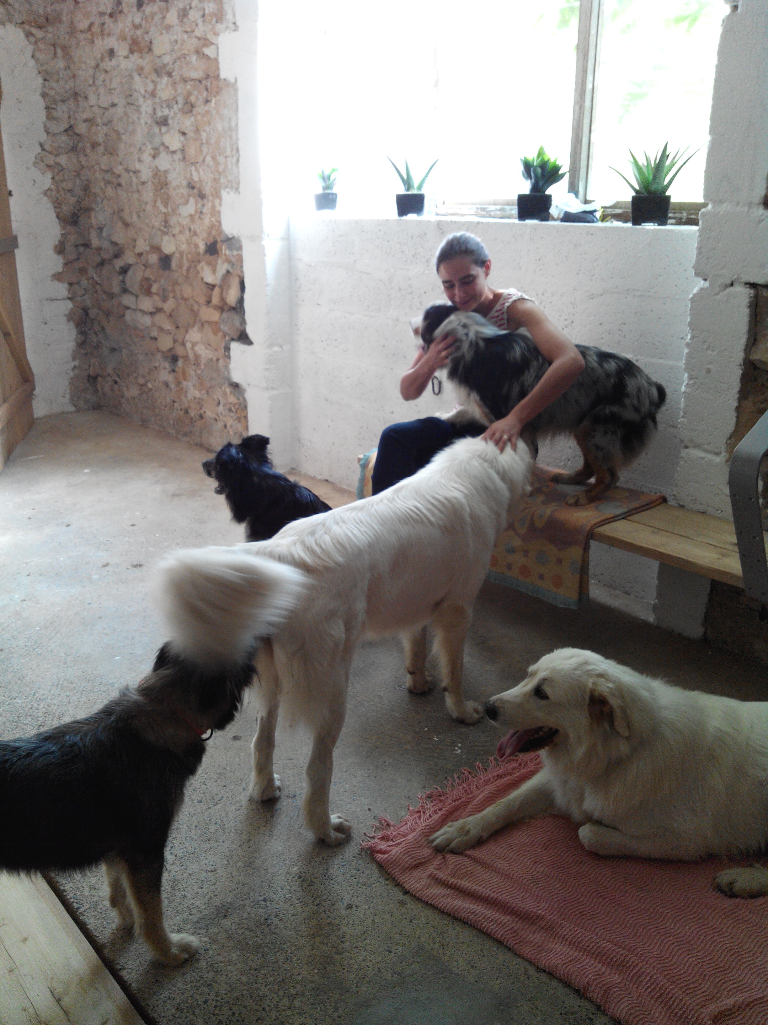 Pension canine Feli'Cyno