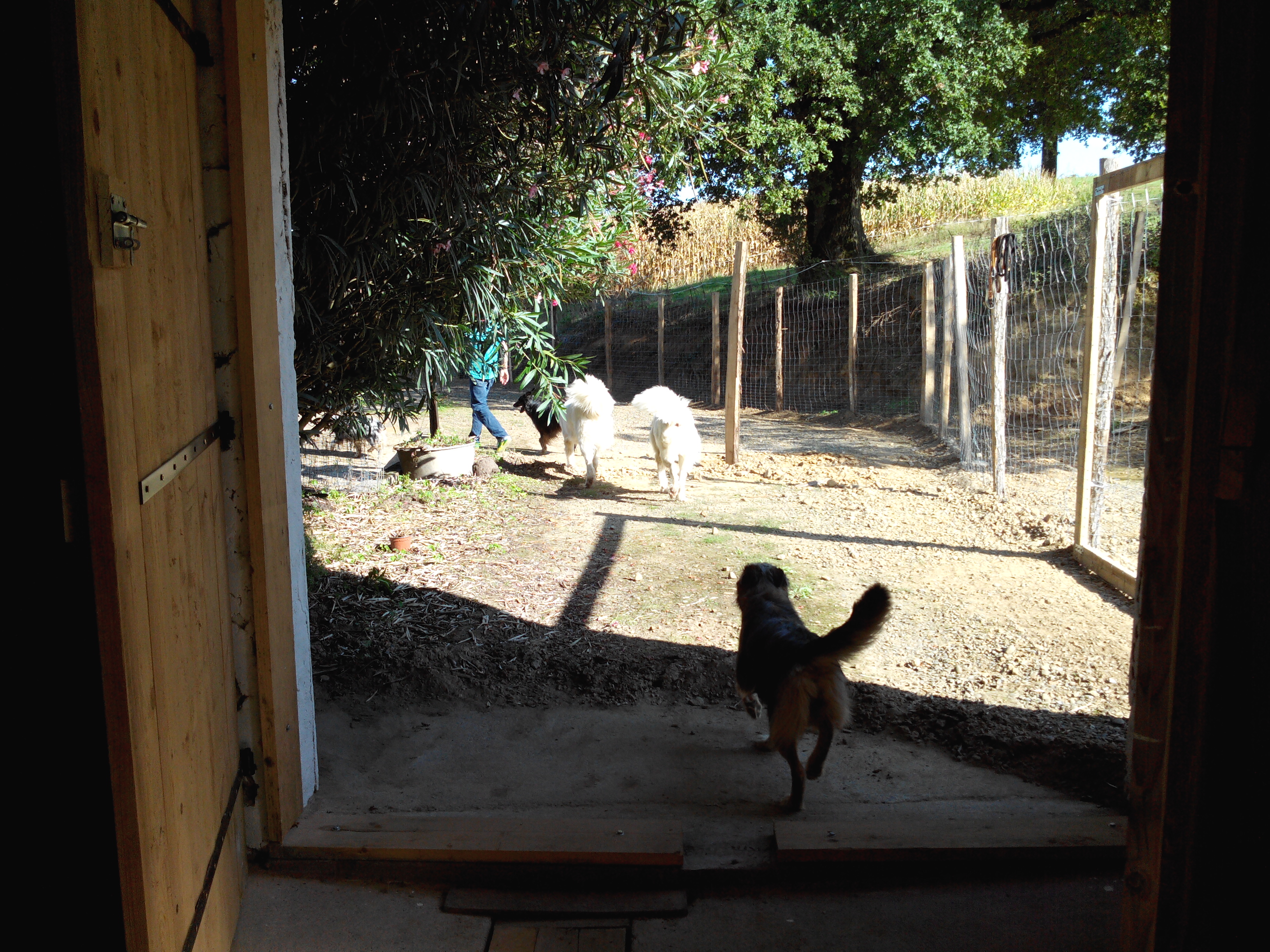 Pension canine Feli'Cyno