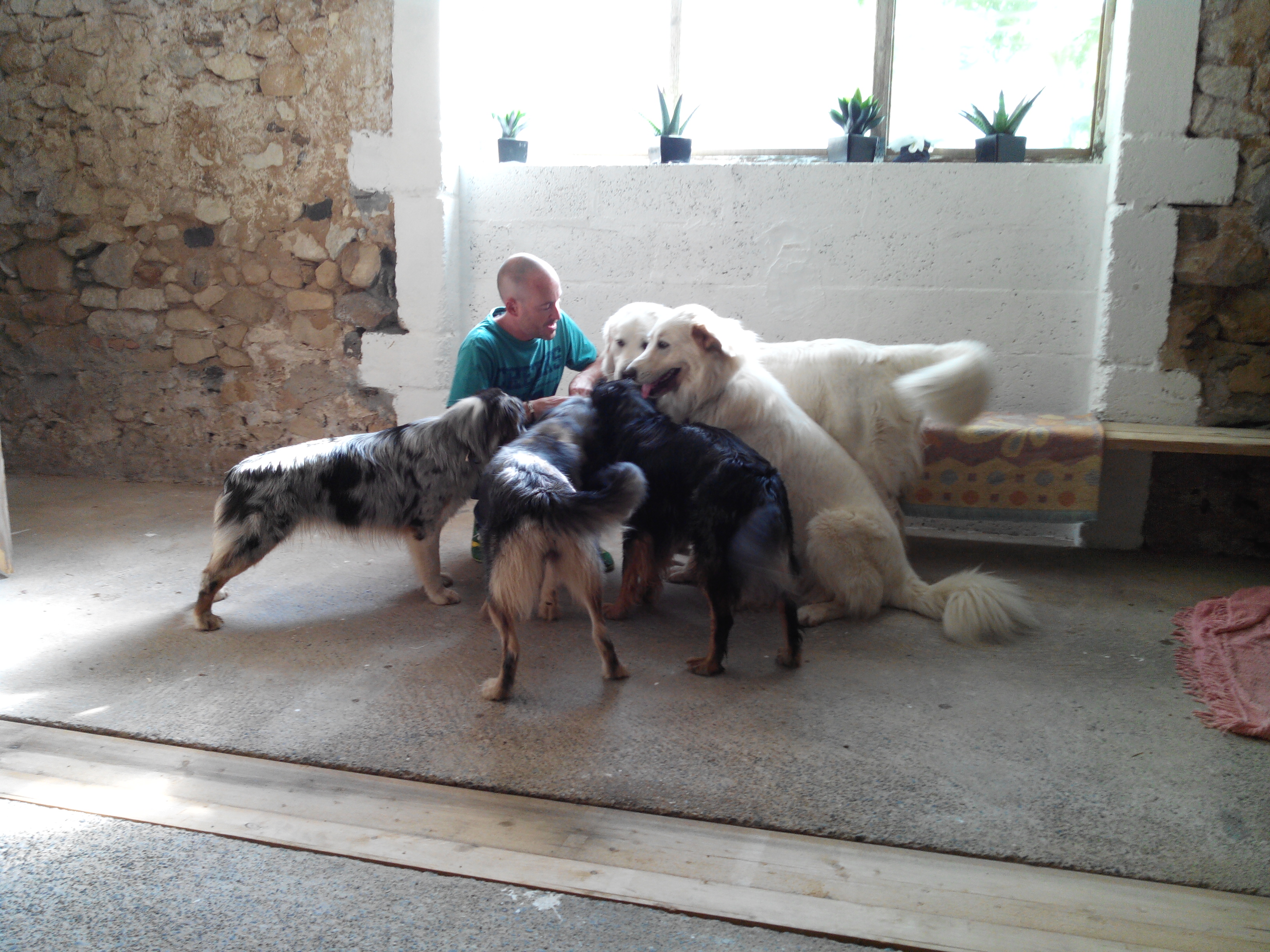 Pension canine Feli'Cyno