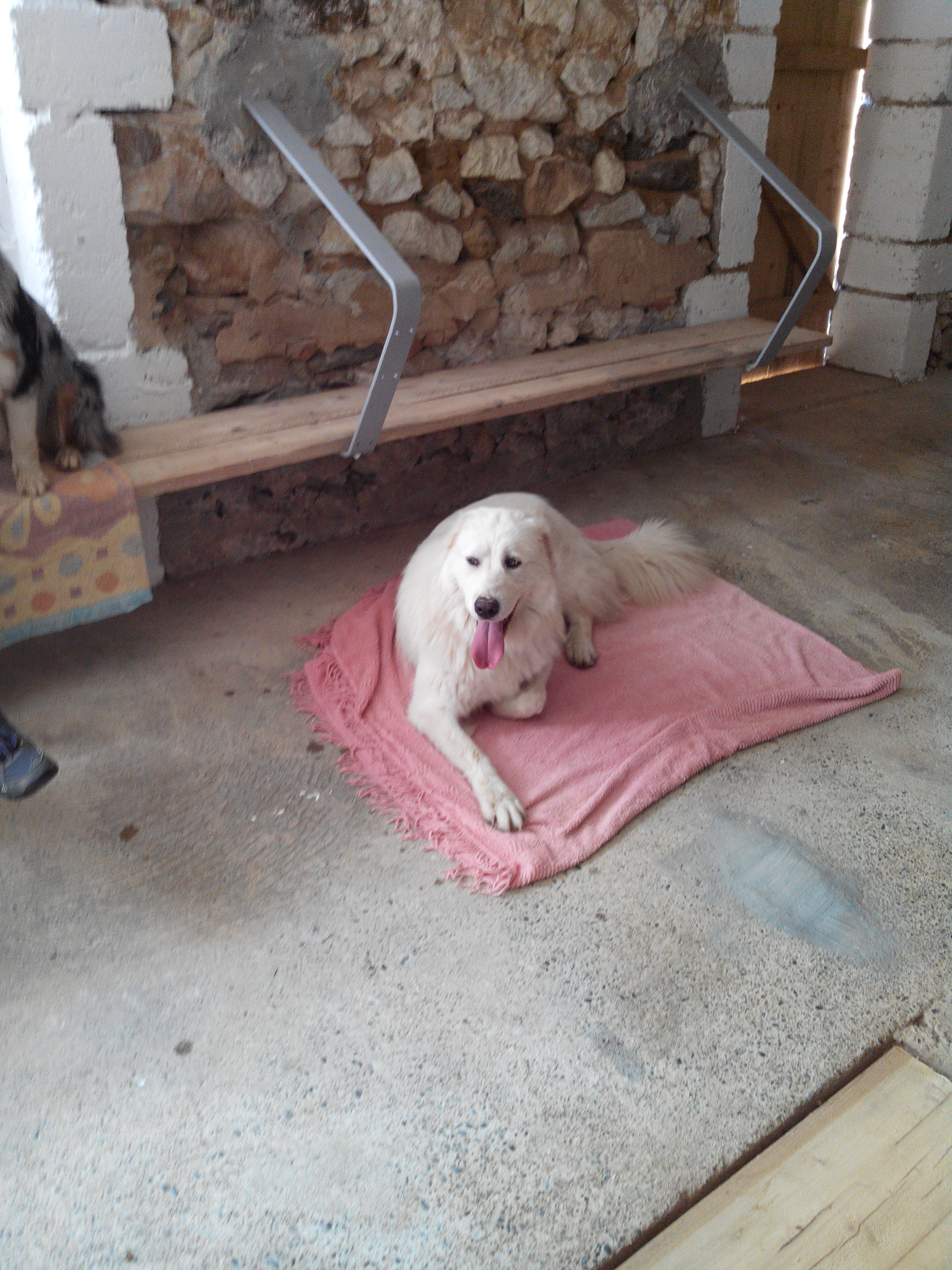 Pension canine Feli'Cyno