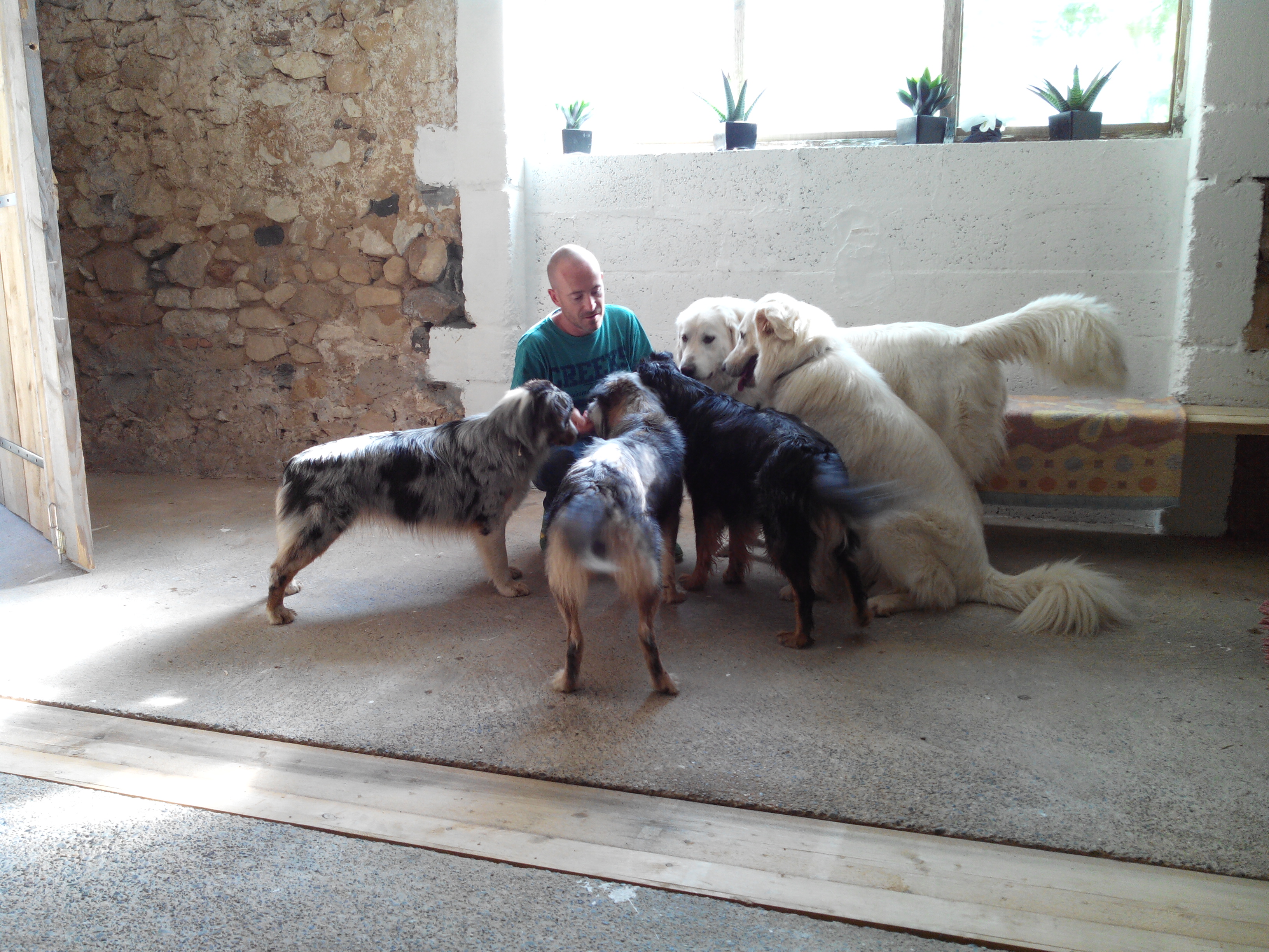 Pension canine Feli'Cyno