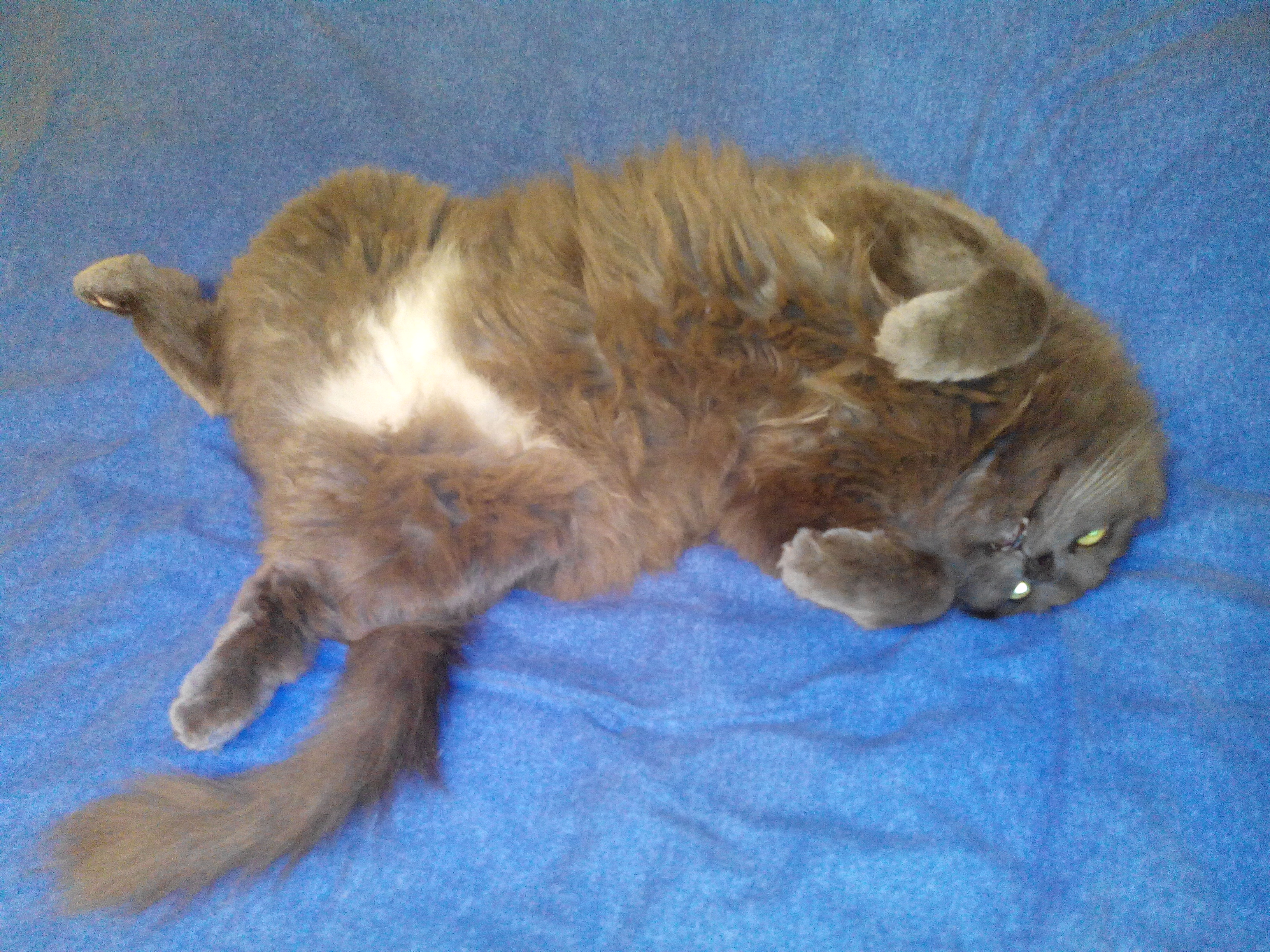 Feli'cyno felicyno.com