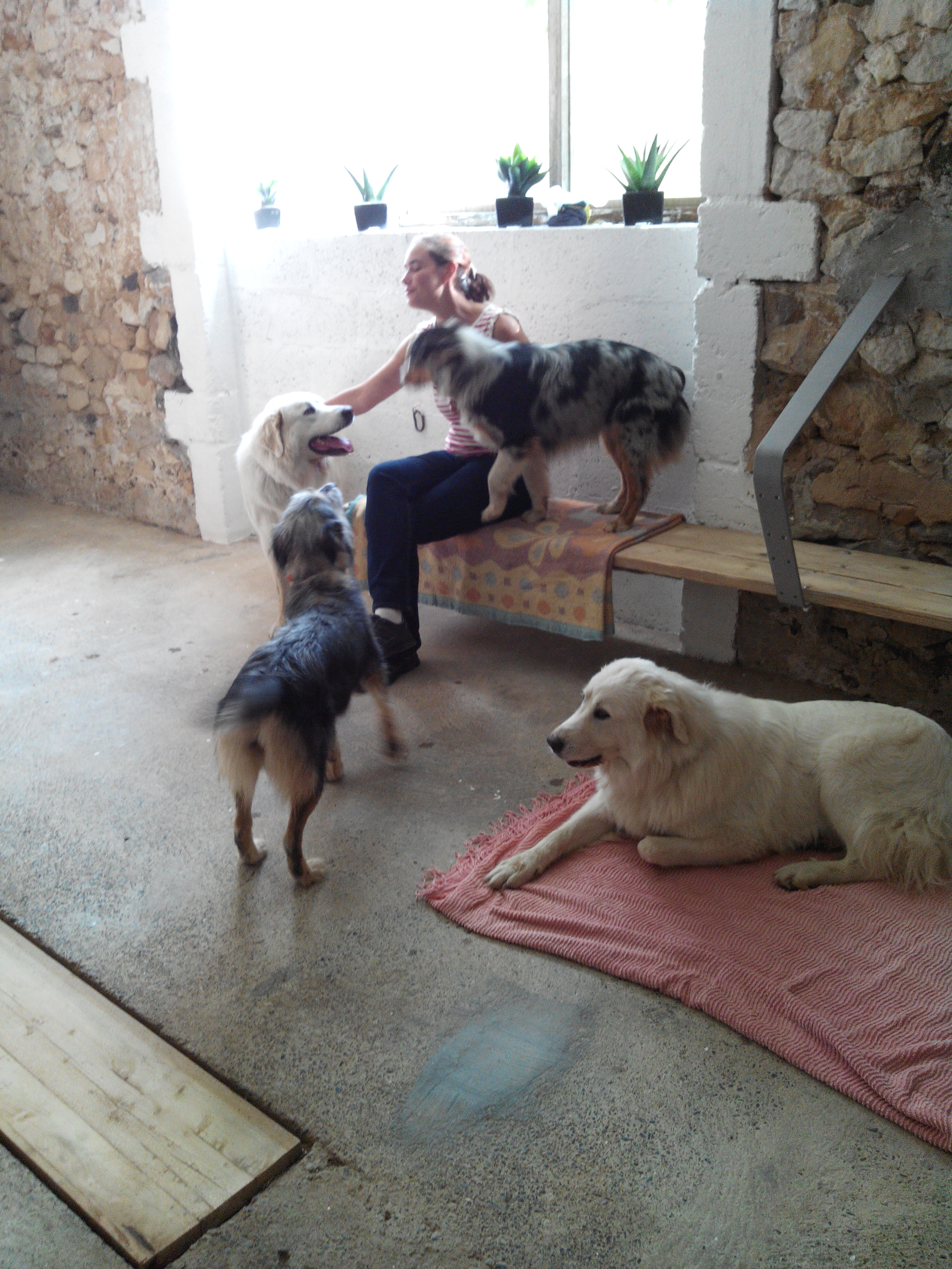 Pension canine Feli'Cyno