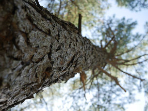 생태포럼 | 김우성 | 씨앗으로 만드는 숲