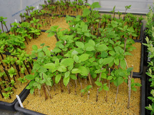 생태포럼 | 김우성 | 나뭇가지로 만드는 숲