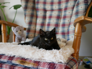 생태포럼 | 길고양이와 함께하는 삶