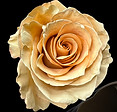 IMG_3374_edited_edited.jpg