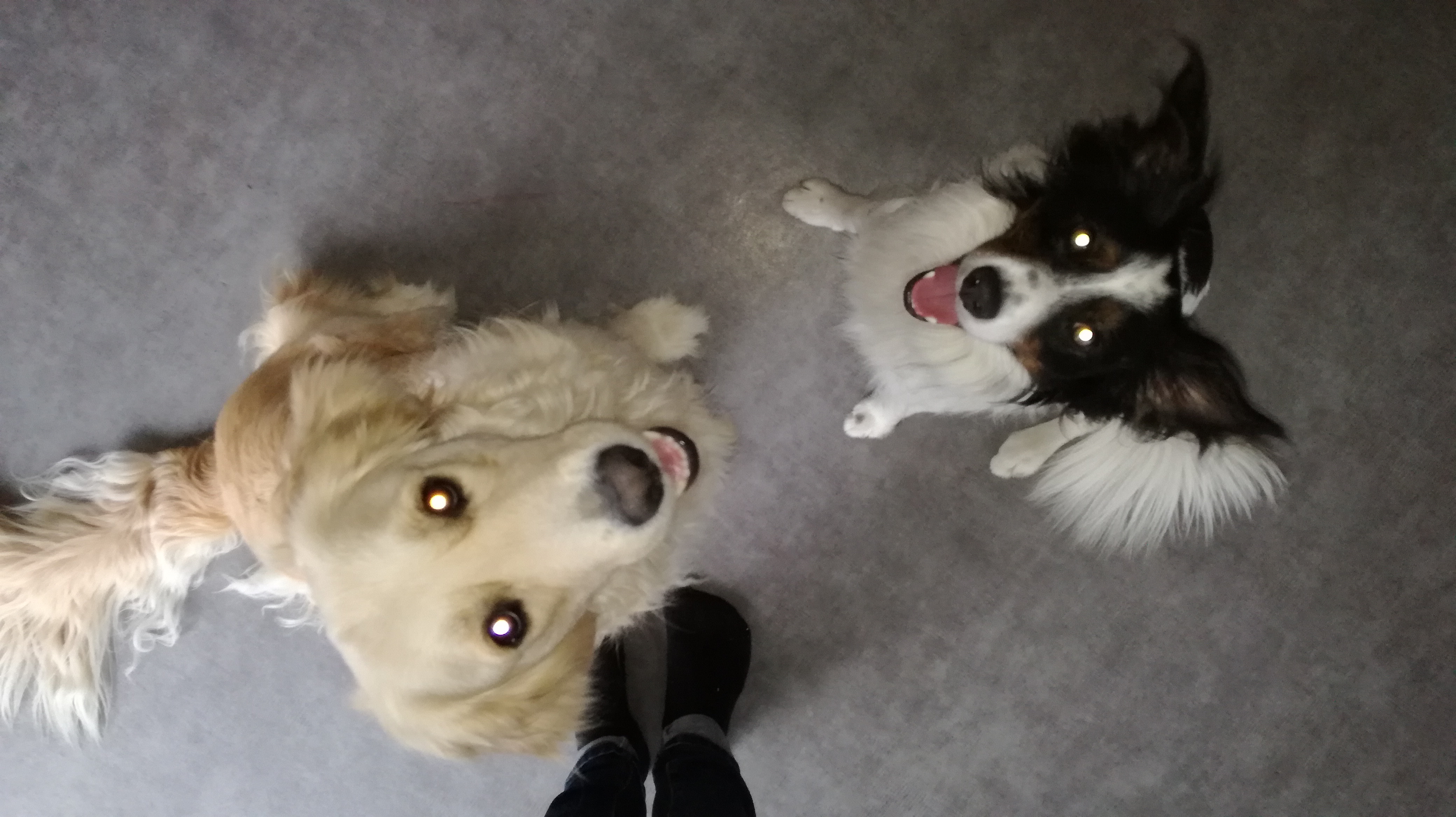 Izzy et Django