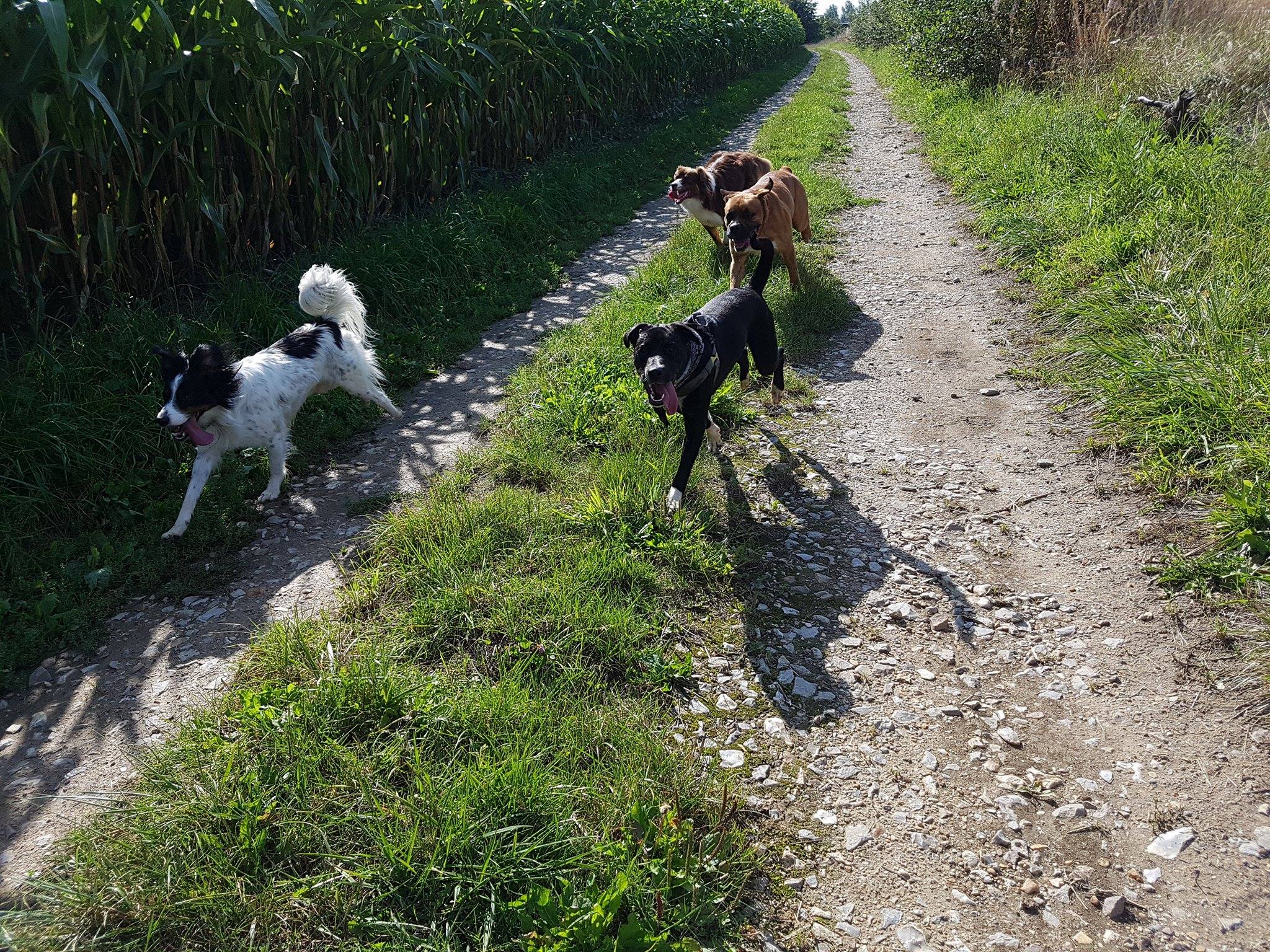 Entre potes