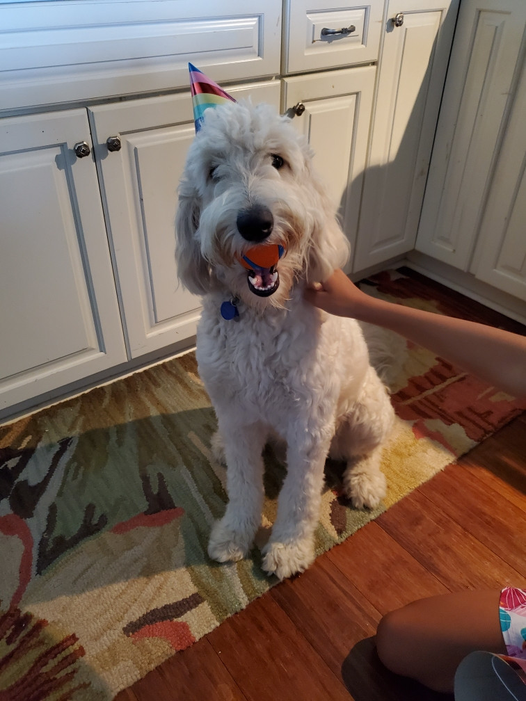 goldendoodle birthday.jpeg