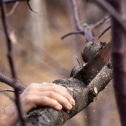 cutting-3500396_1920.jpg